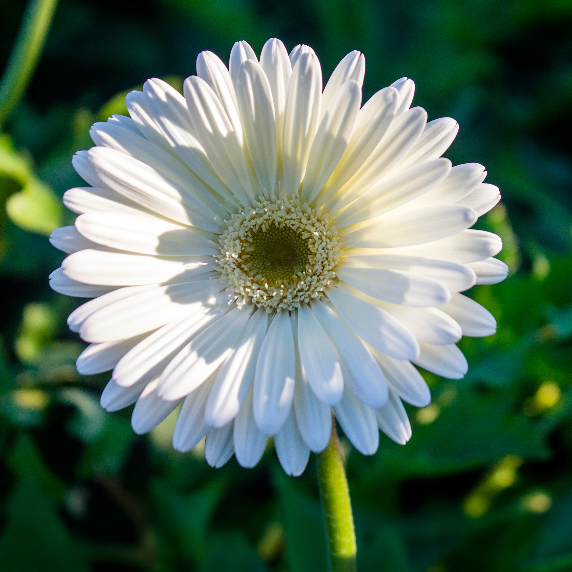 Gerbera Weiß