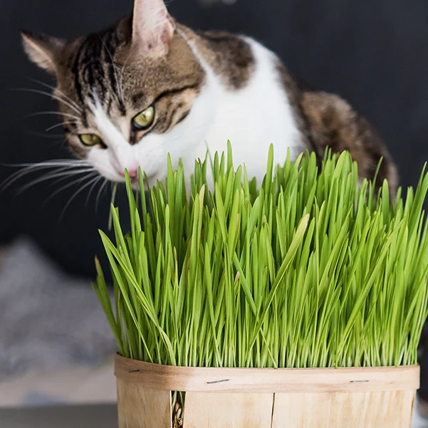 Katzengras