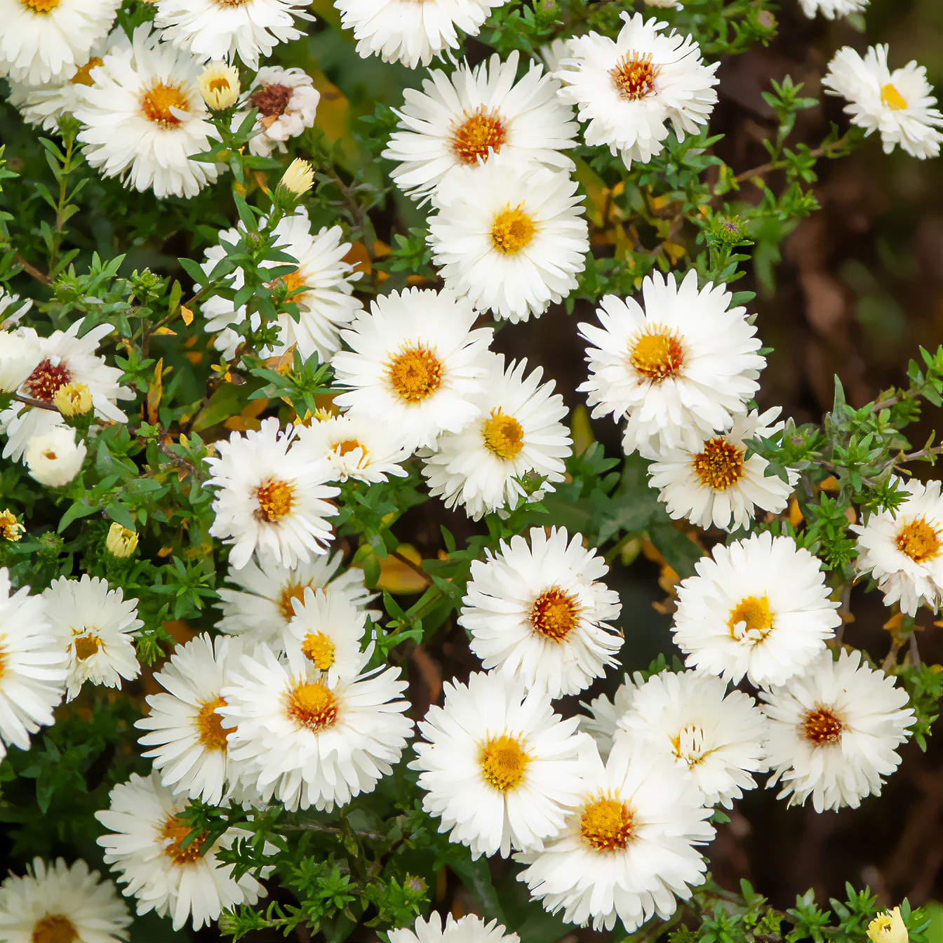 Herbst-Aster ‘White Lady’ - Image 3