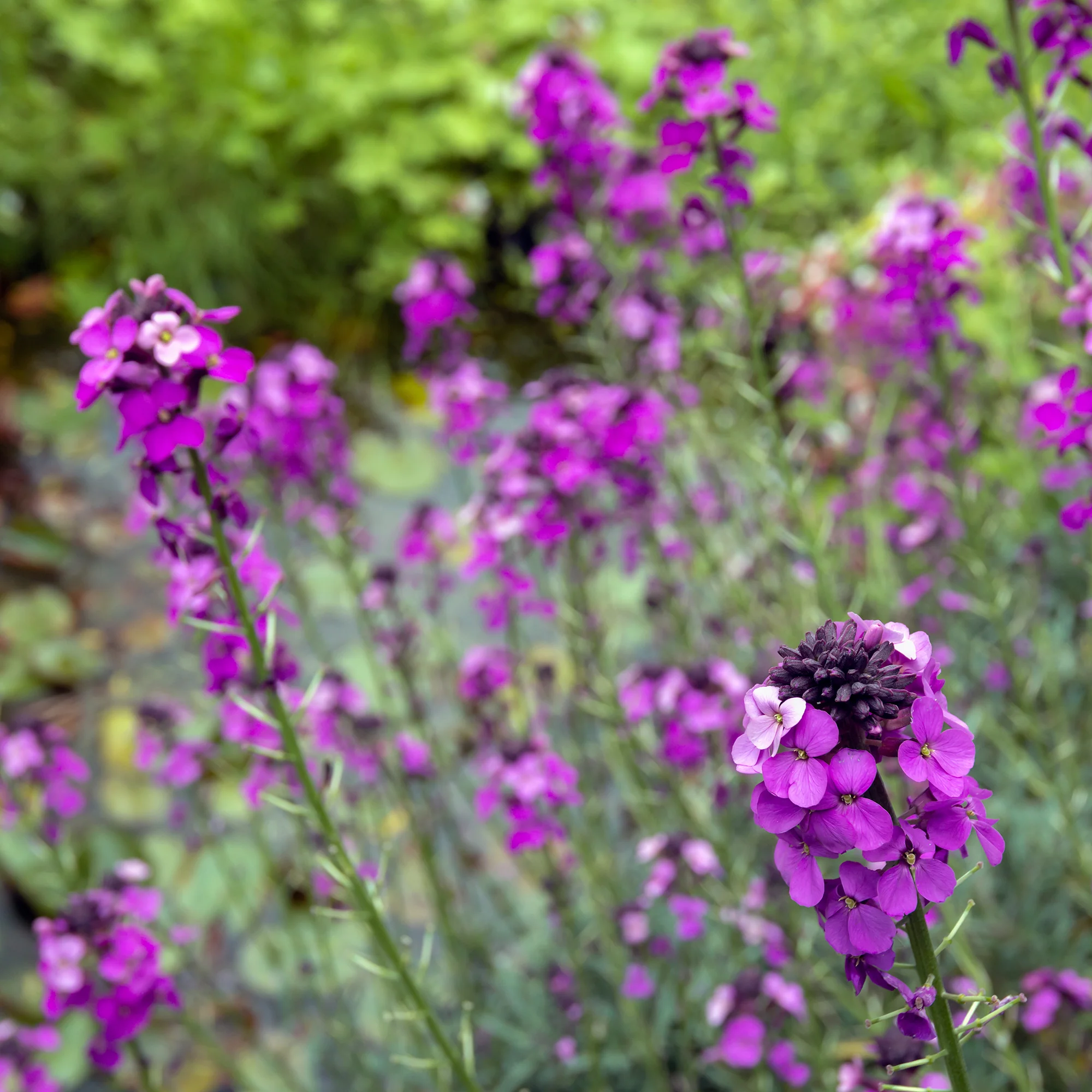 Strauch-Goldlack ‘Bowles Mauve’ - Image 4