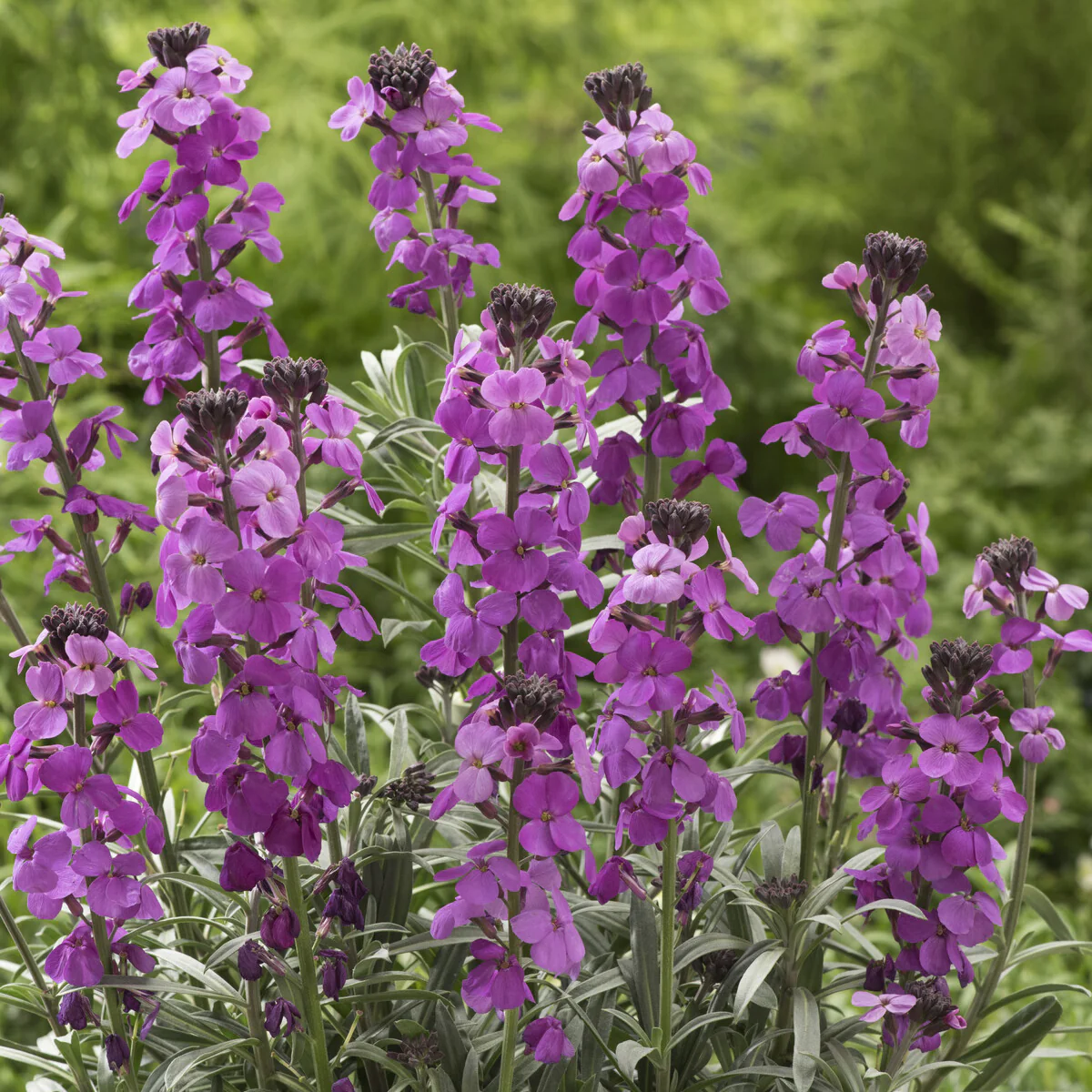 Strauch-Goldlack ‘Bowles Mauve’ - Image 5