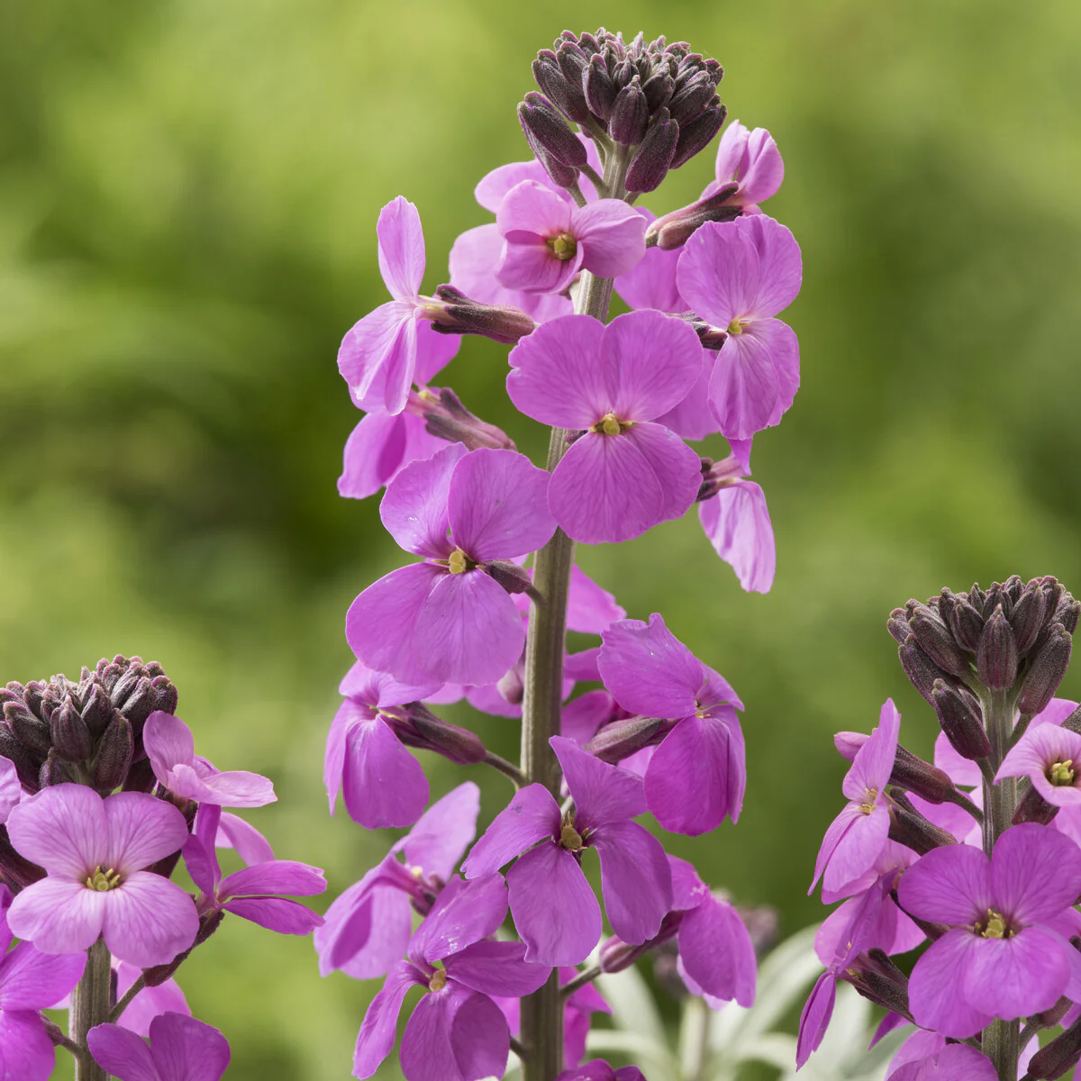 Strauch-Goldlack ‘Bowles Mauve’ - Image 6