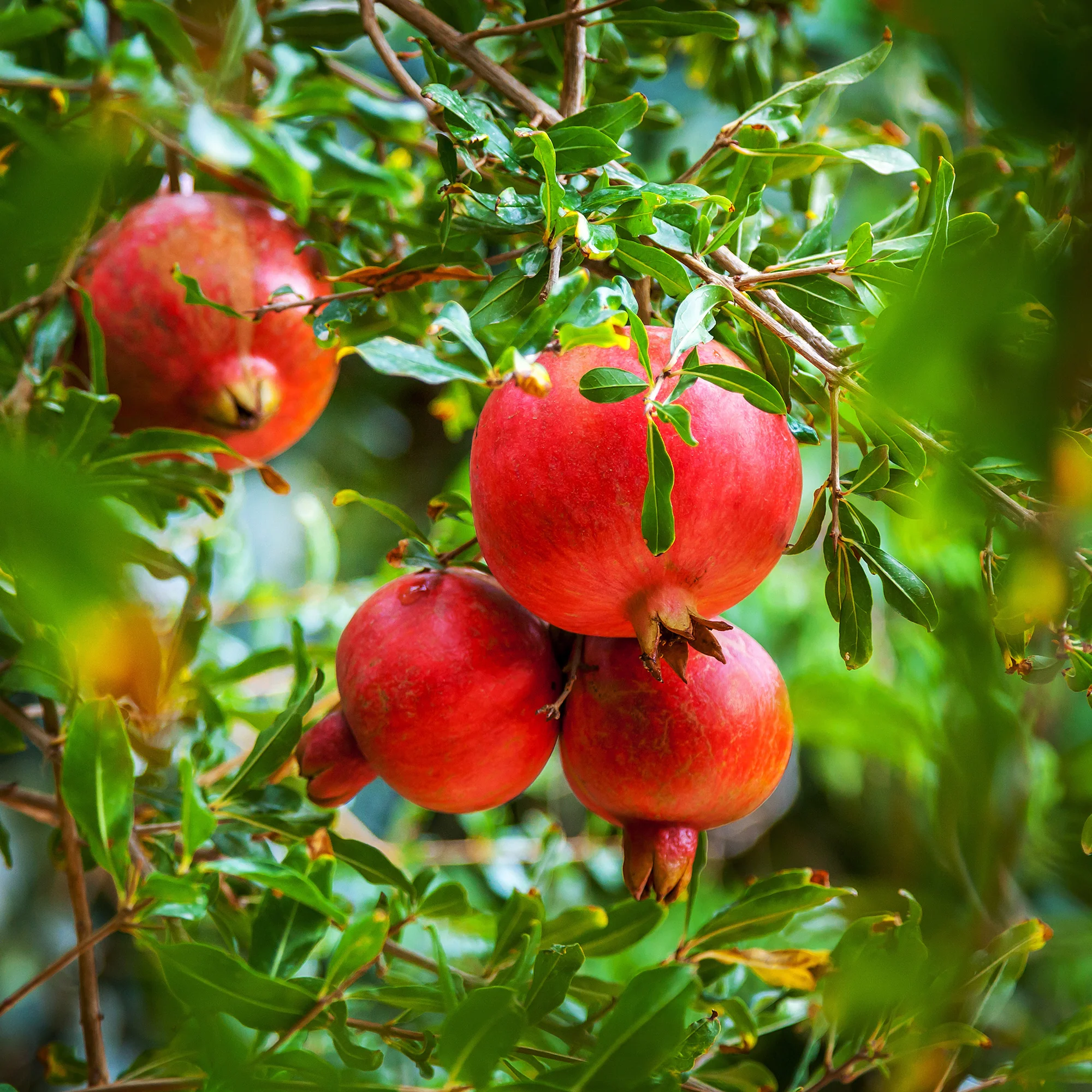 Granatapfelbaum - Image 3