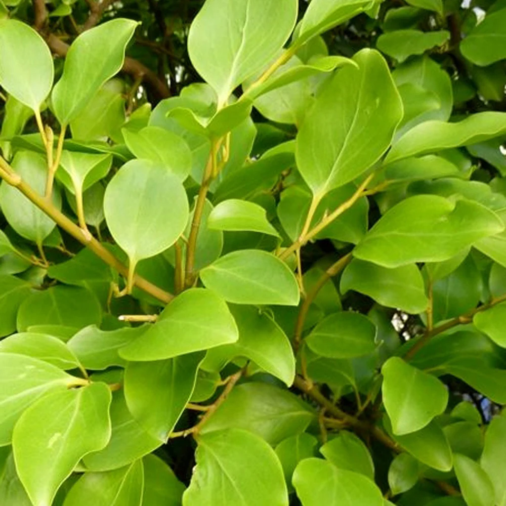 Griselinia Redge (x3)