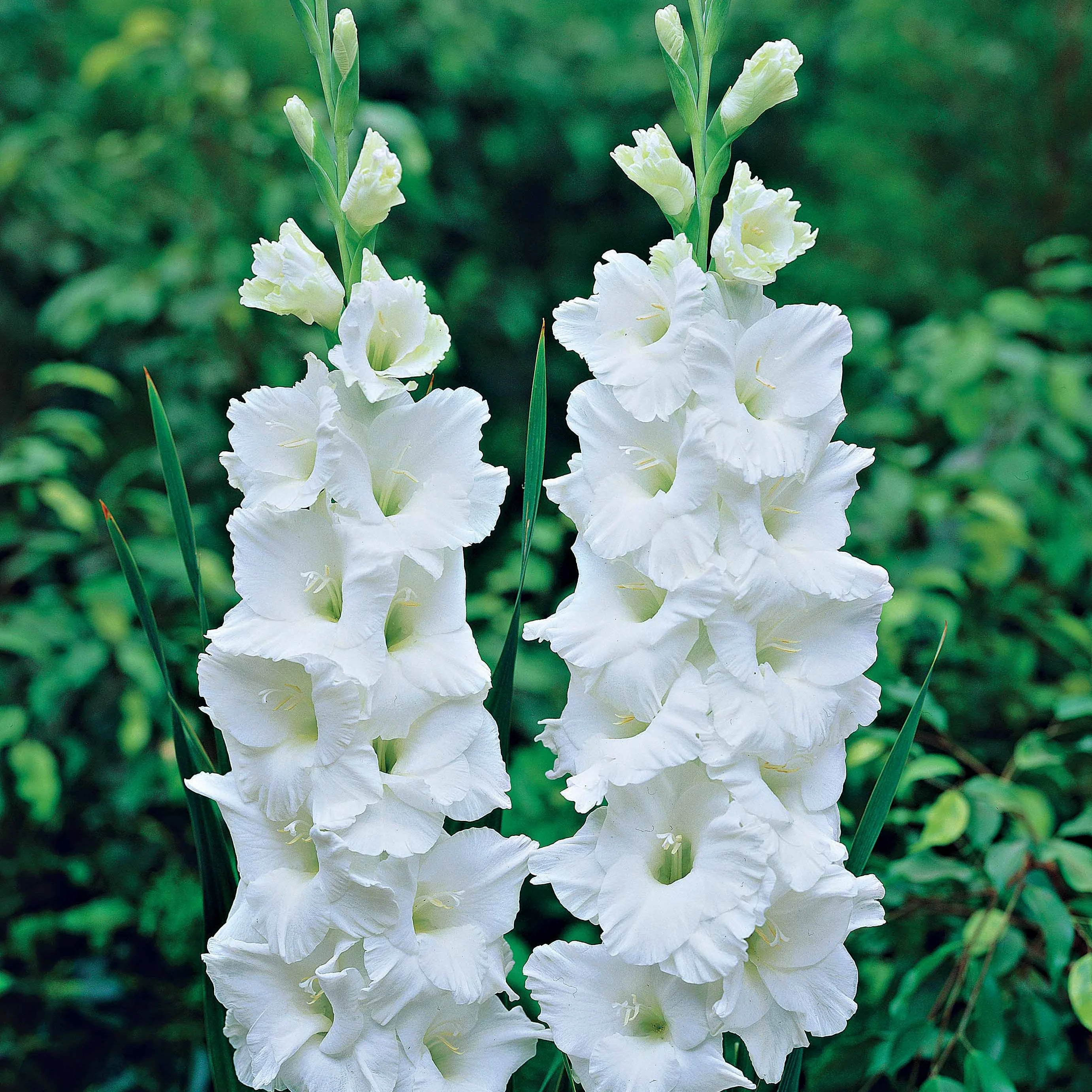 Gladiolen-Kollektion (x50) - Image 5