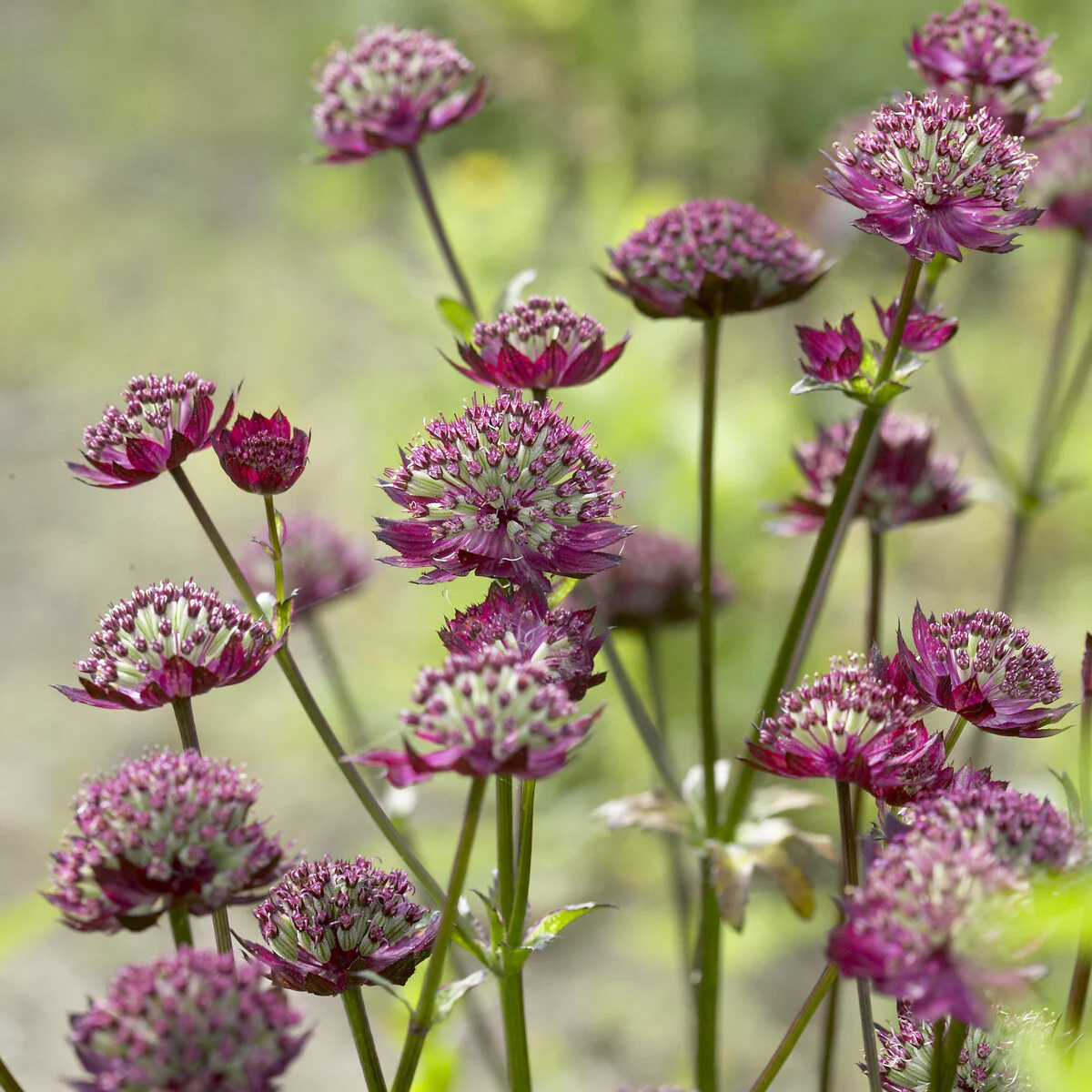 Sterndolde ‘Moulin Rouge’ - Image 4
