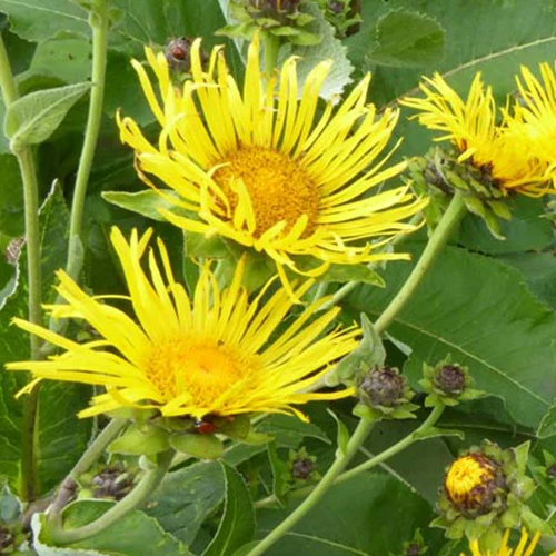 Alant (Inula helenium)