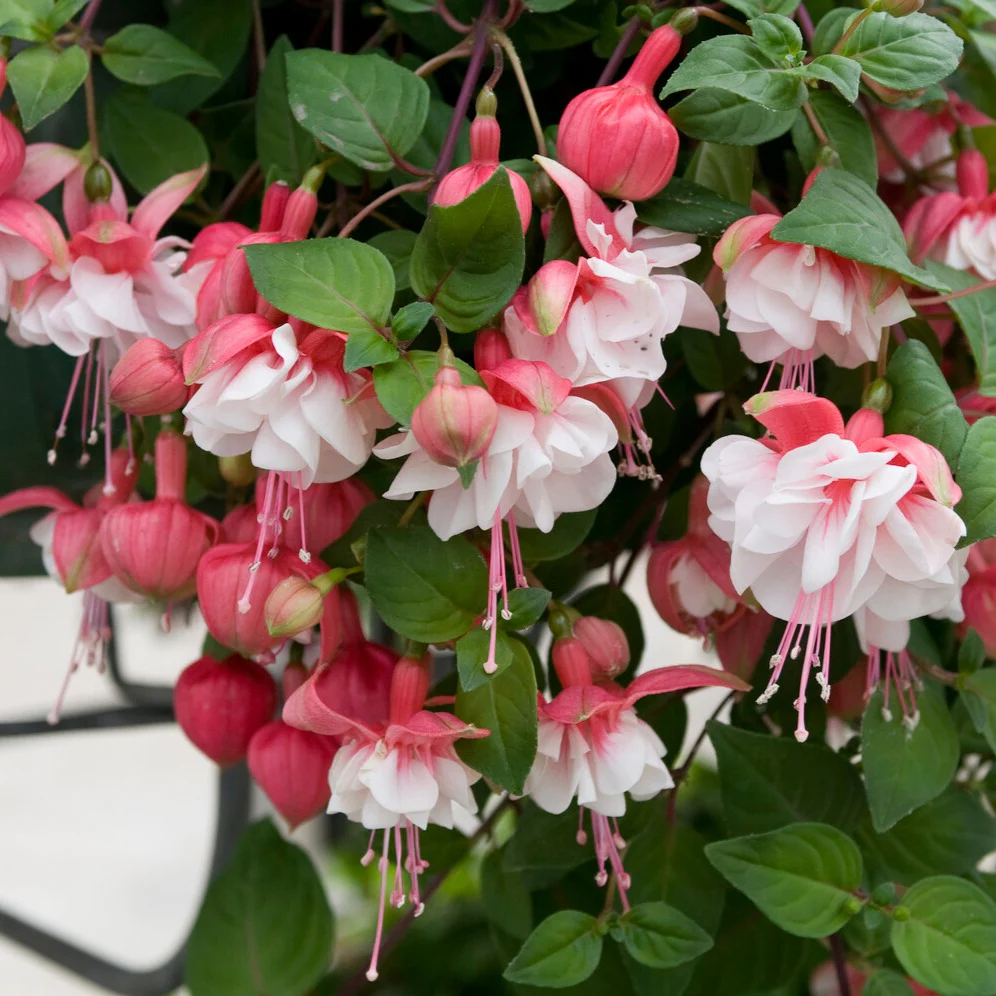 Hängende Fuchsien Mischung (Bicentennial, Blue Angel, Swingtime) (x6) - Image 3