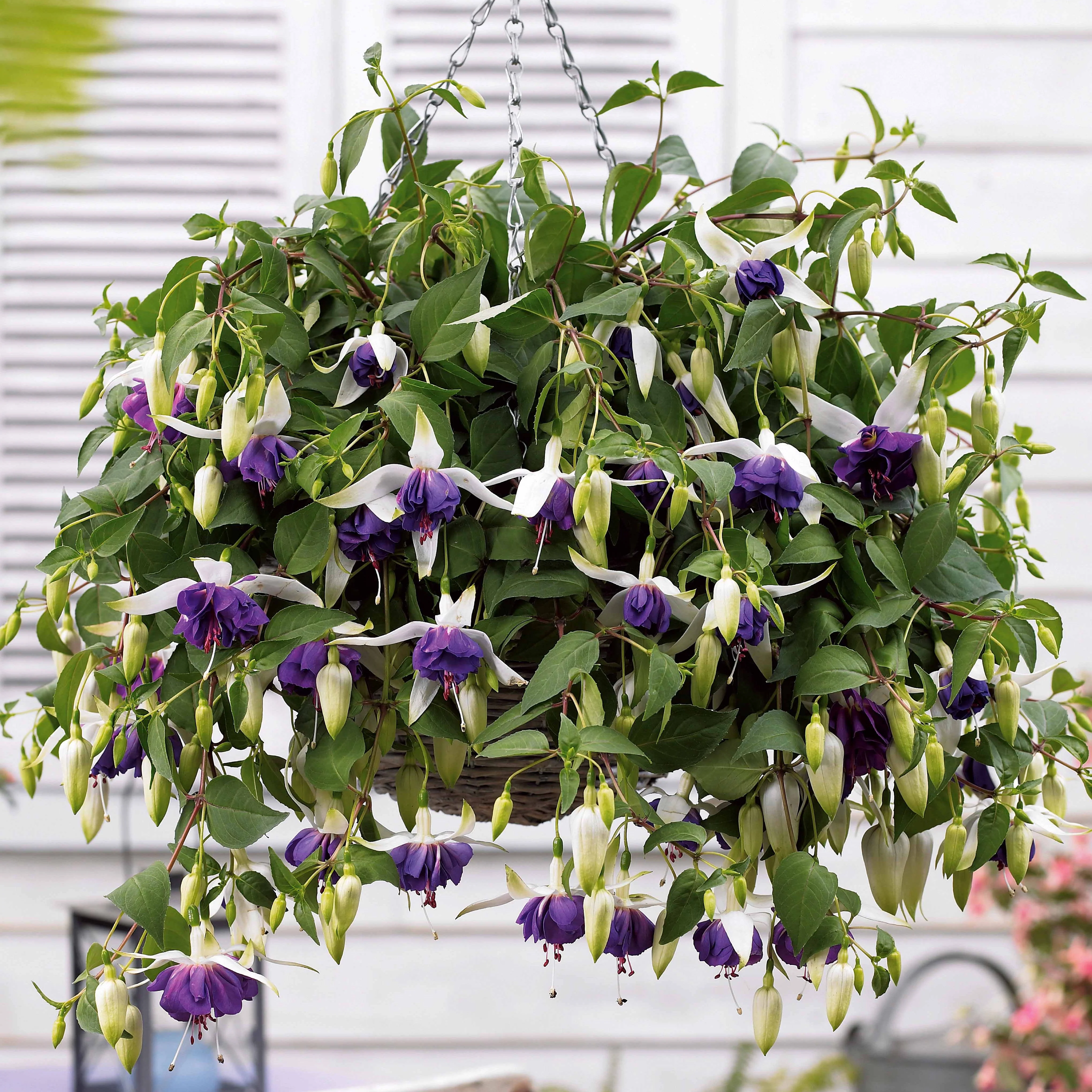 Hängende Fuchsien Mischung (Bicentennial, Blue Angel, Swingtime) (x6) - Image 5