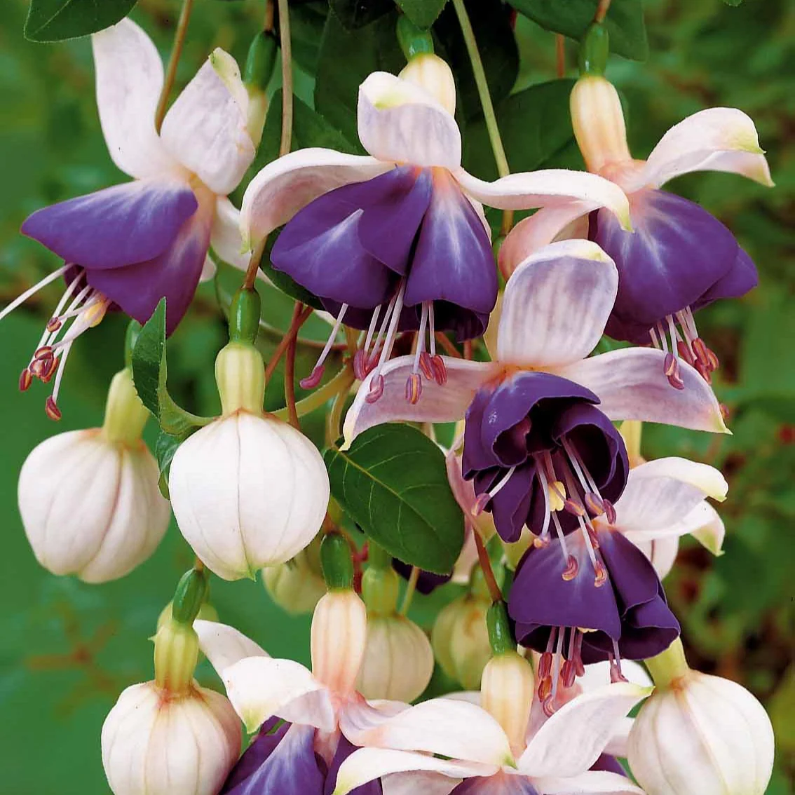 Hängende Fuchsien Mischung (Bicentennial, Blue Angel, Swingtime) (x6) - Image 6