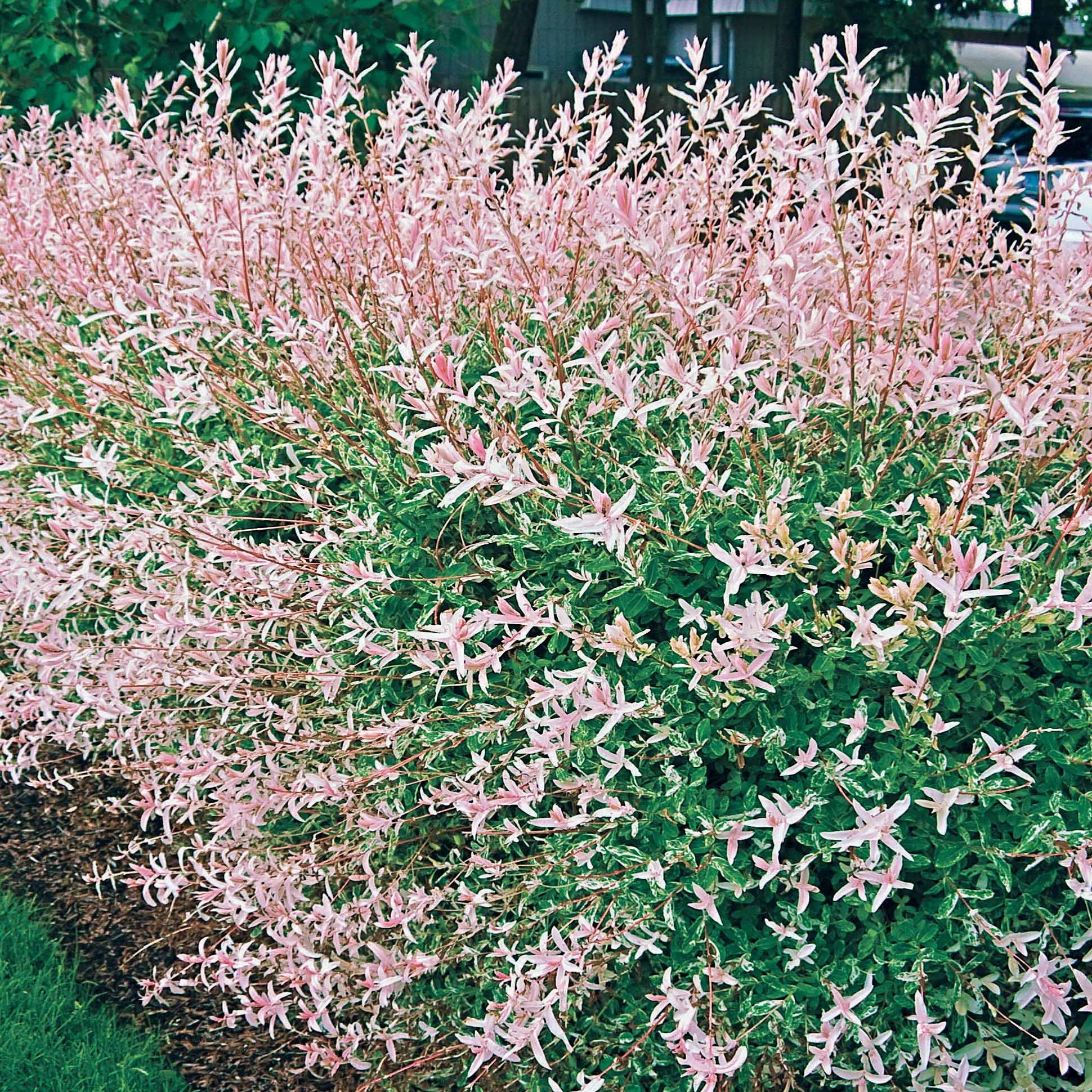 Harlekinweide - Image 2