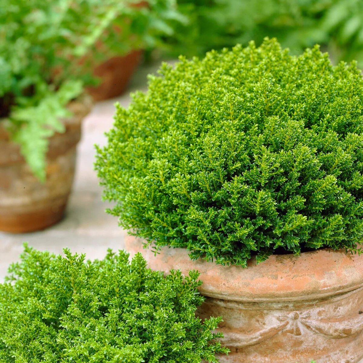 Strauch-Ehrenpreis ‘Emerald Green’