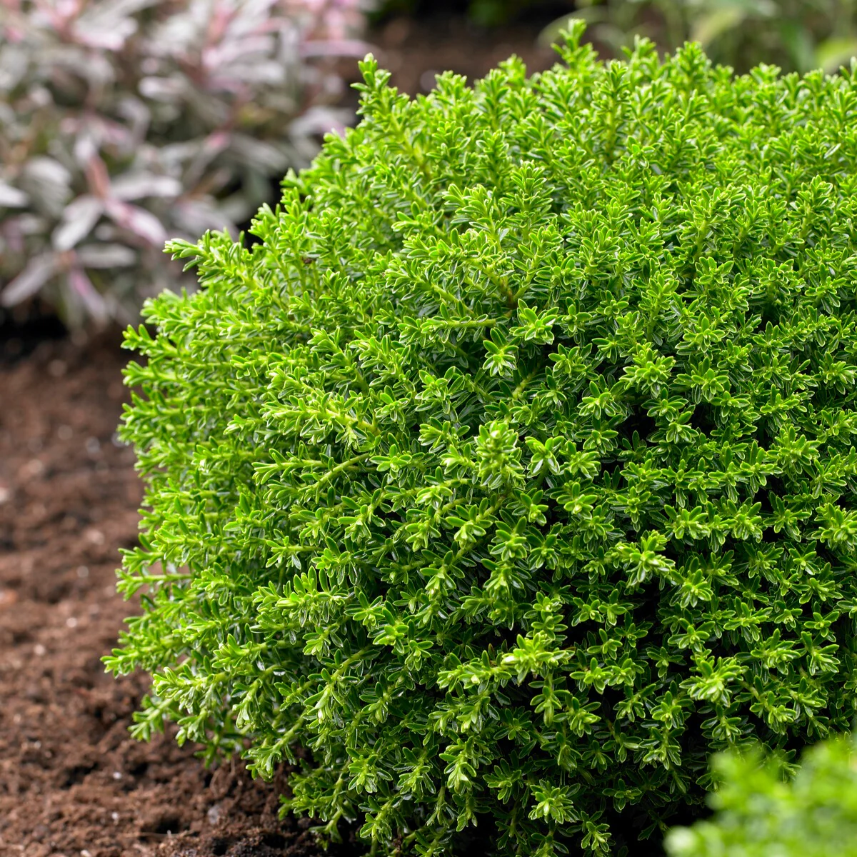 Strauch-Ehrenpreis ‘Emerald Green’ - Image 2