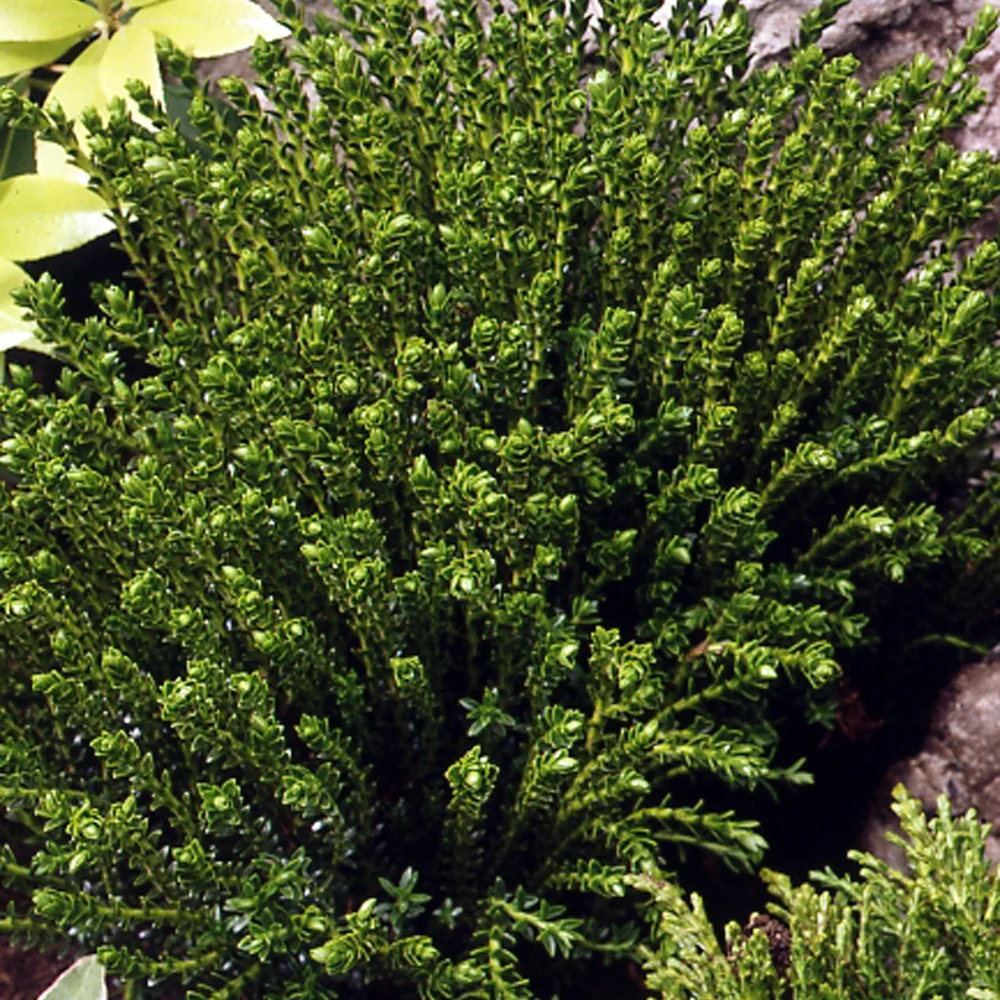Strauch-Ehrenpreis ‘Emerald Green’ - Image 4