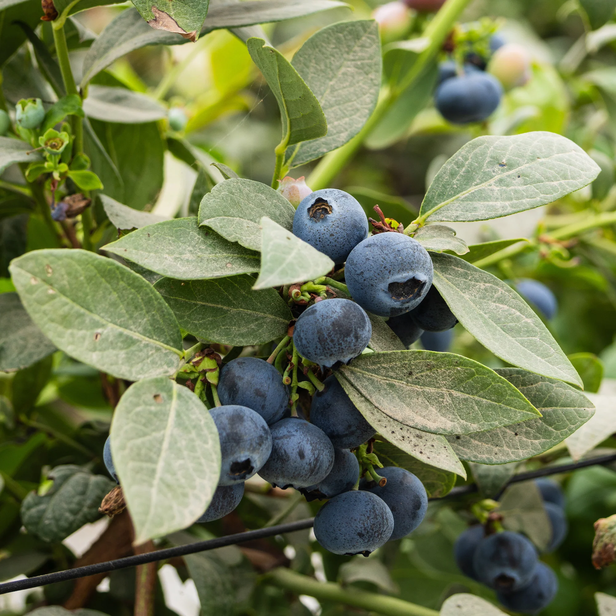 Heidelbeere Vitaminos - Image 3