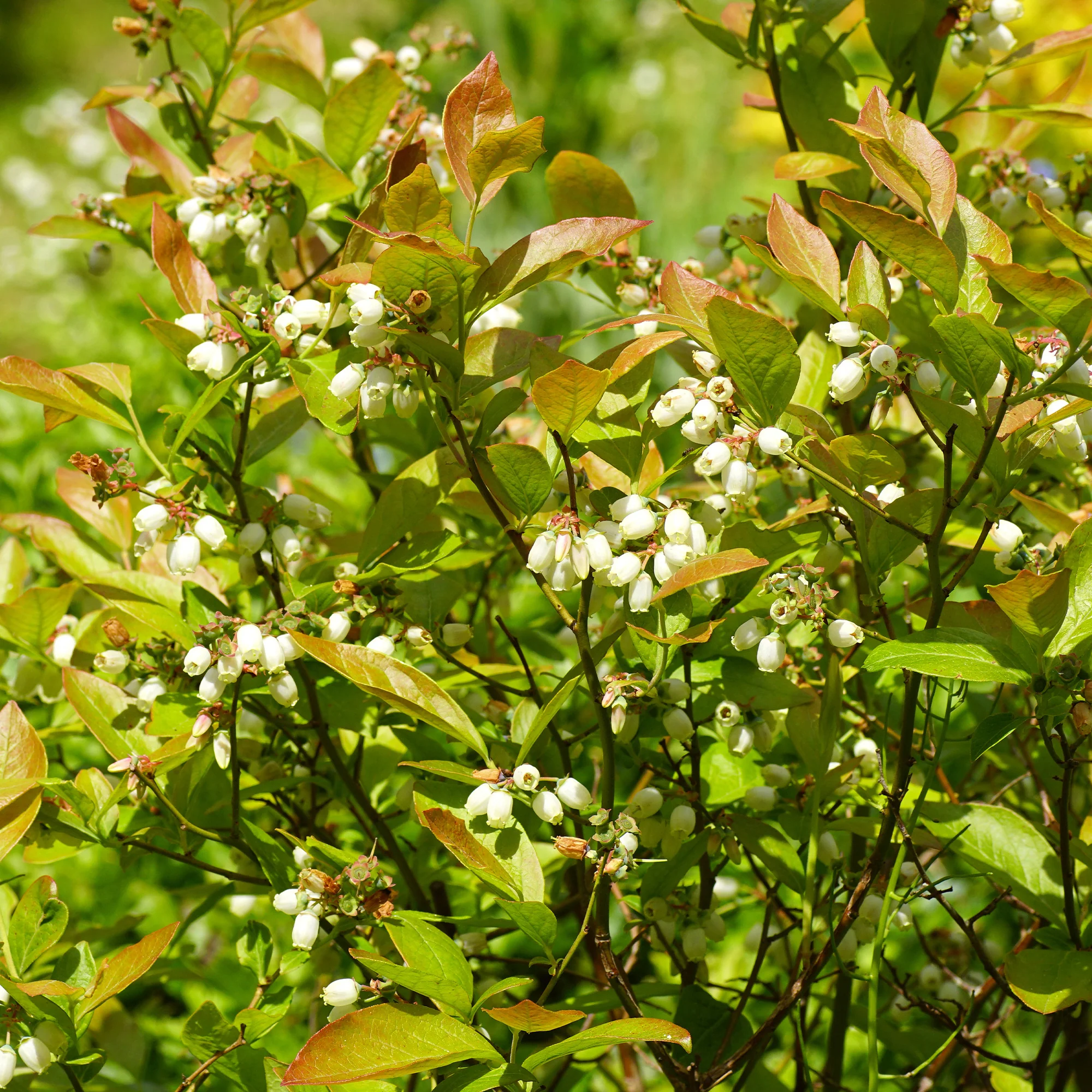 Heidelbeere Vitaminos - Image 5