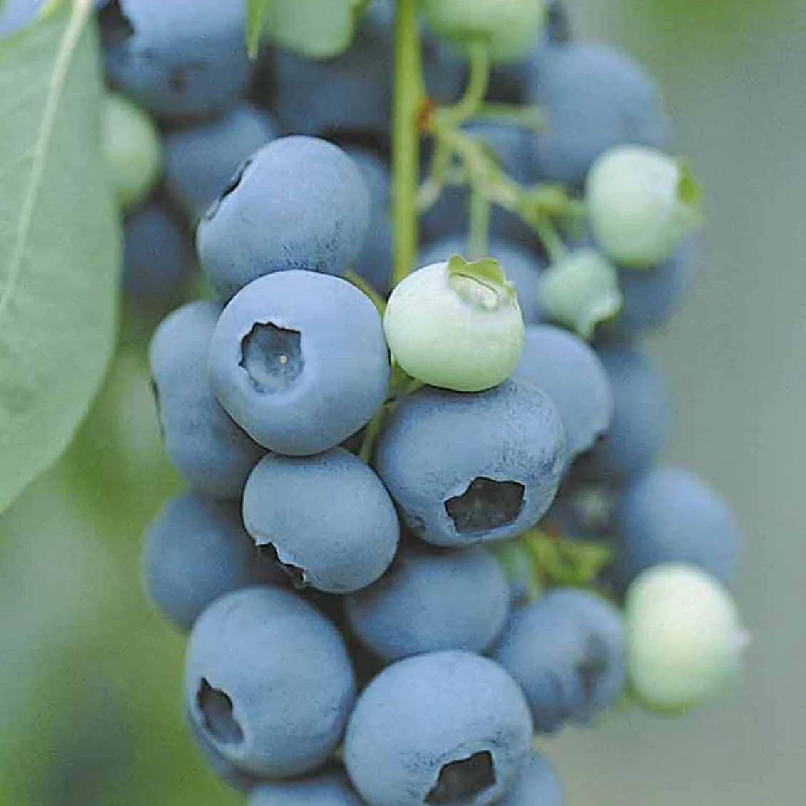 Heidelbeere Vitaminos - Image 6