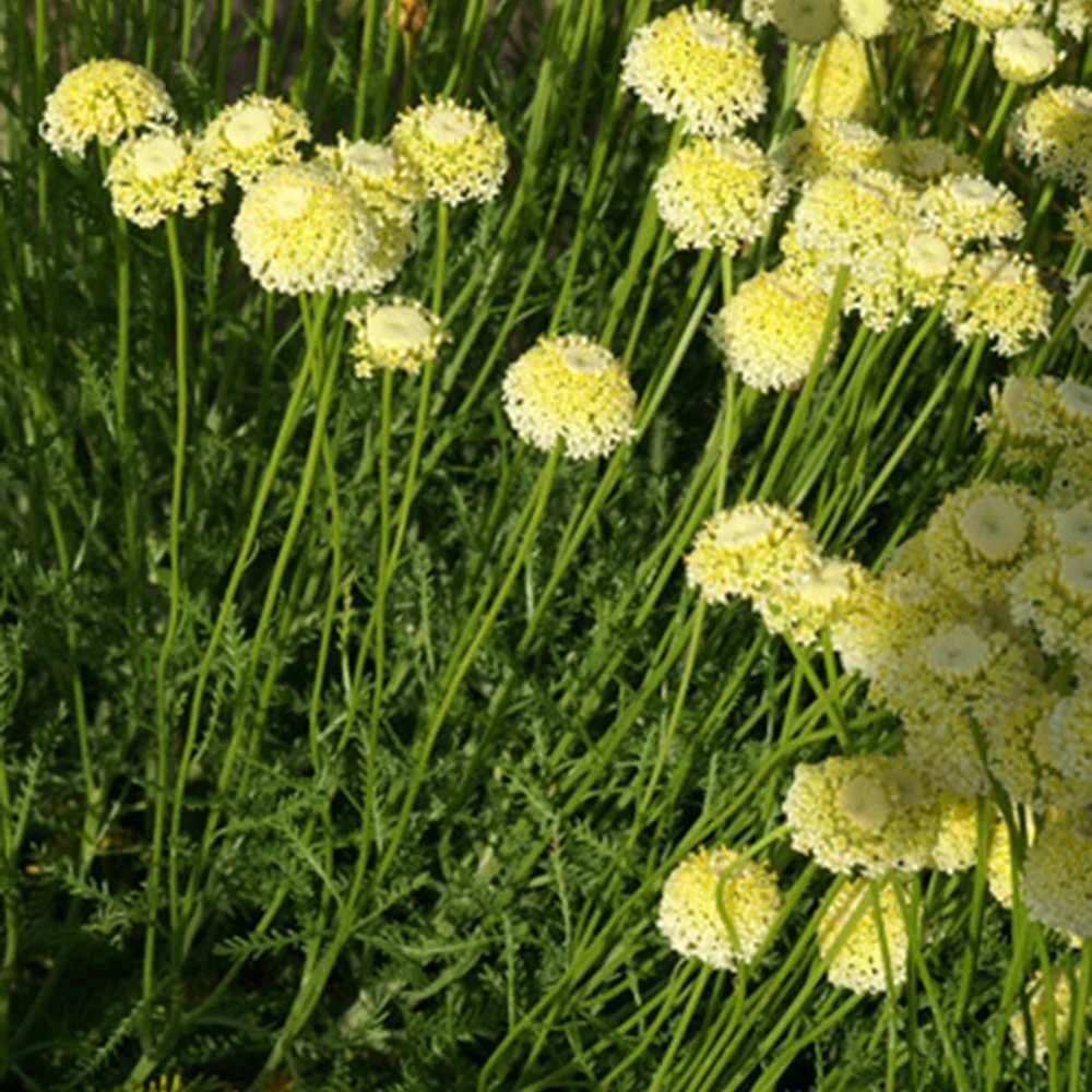 Heiligenkraut ‘Lindavica’ - Image 3