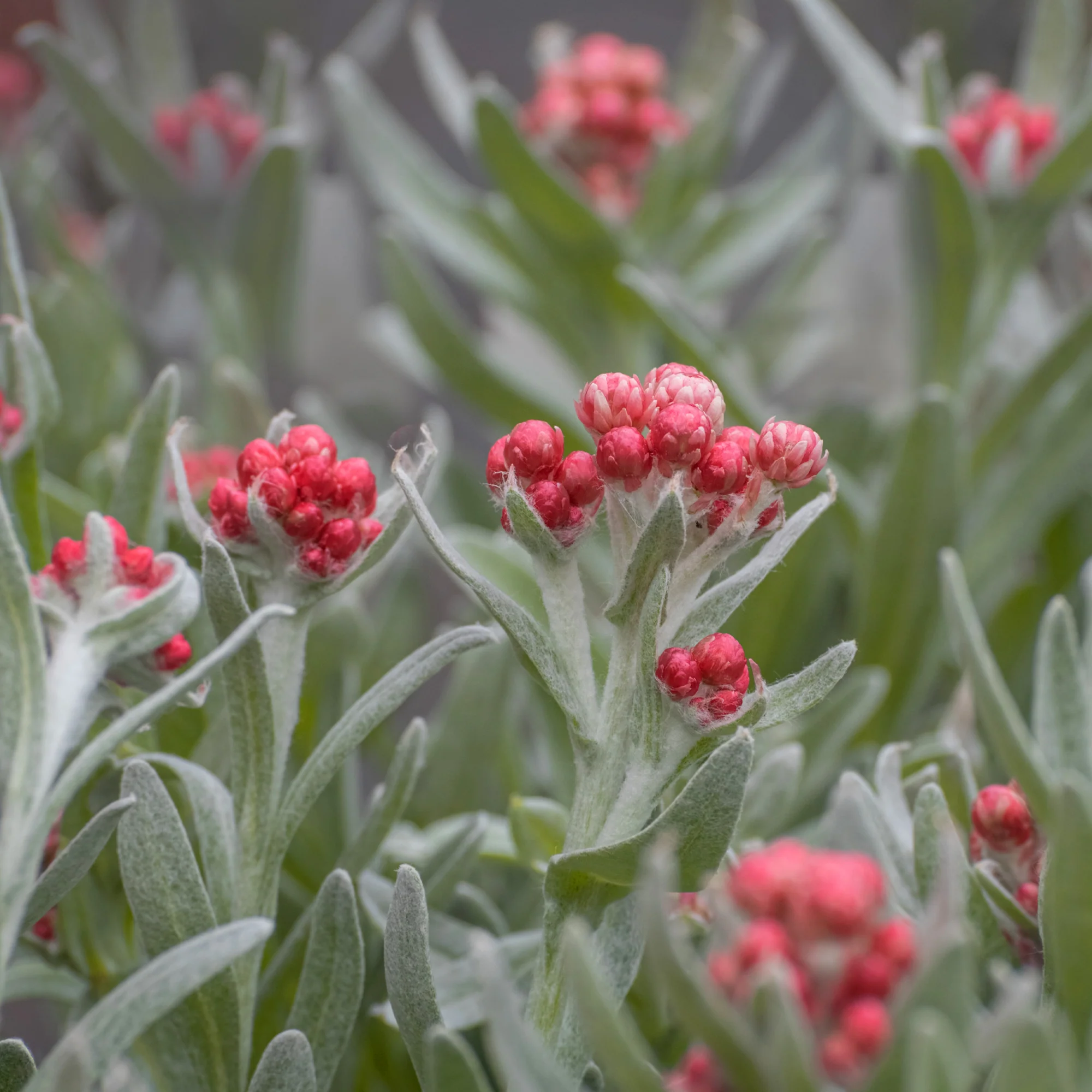Currykraut ‘Ruby Cluster’® - Image 2
