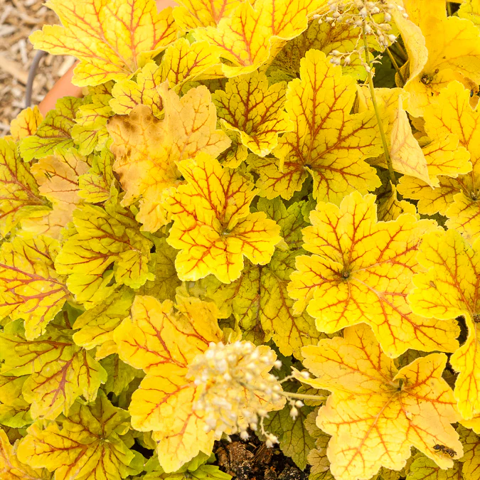 Heuchera Electra - Image 2
