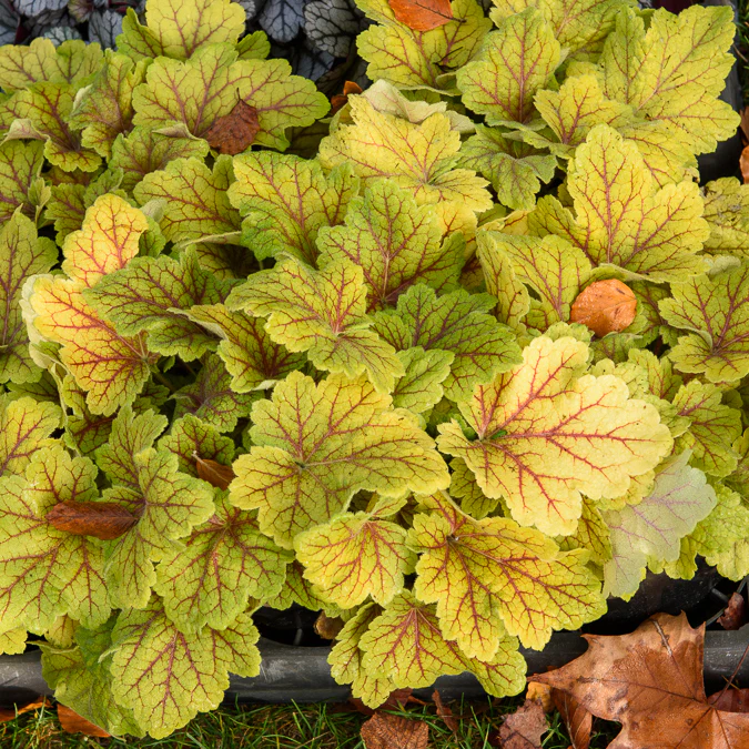 Heuchera Electra - Image 3