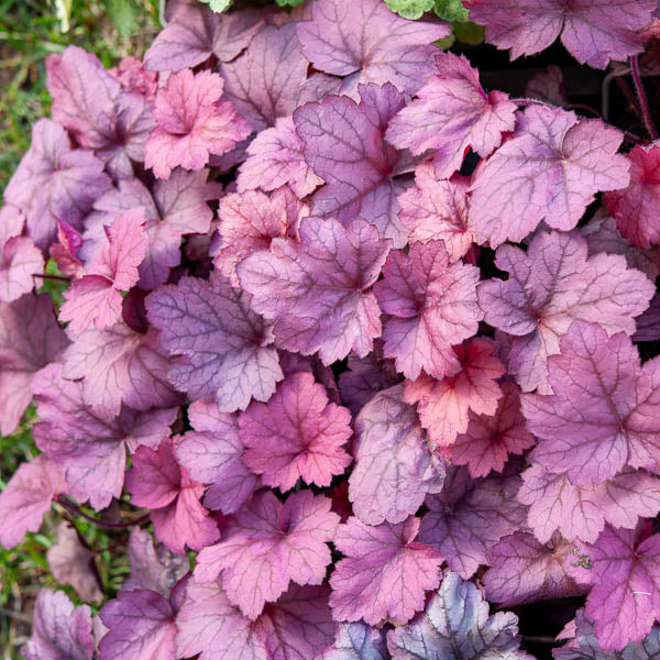 Heuchera Georgia Plum - Image 2
