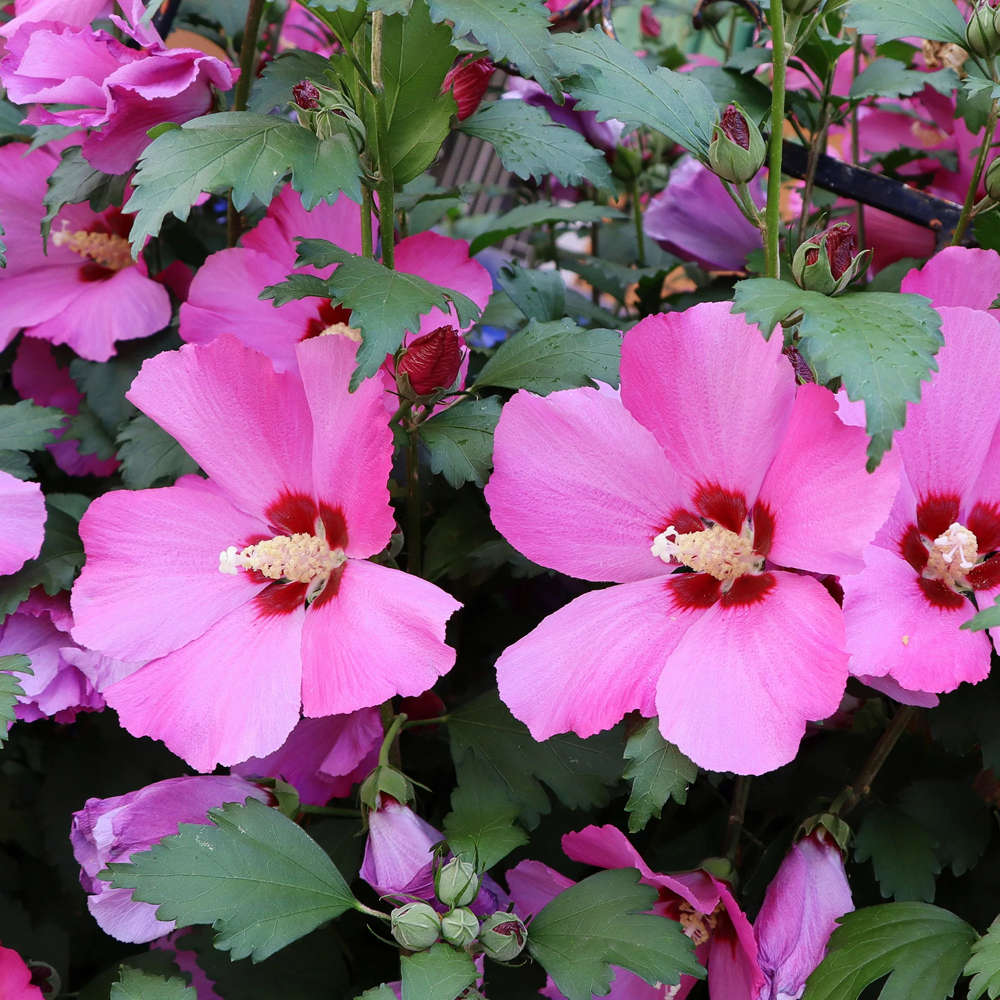 Hibiskus Flower Tower Ruby®