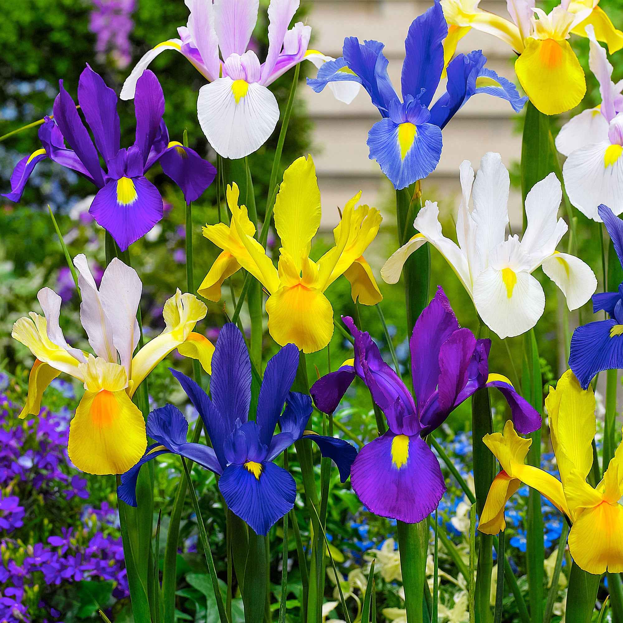 Holländische Iris Mischung 'Dutch Garden' (x50) - Image 2