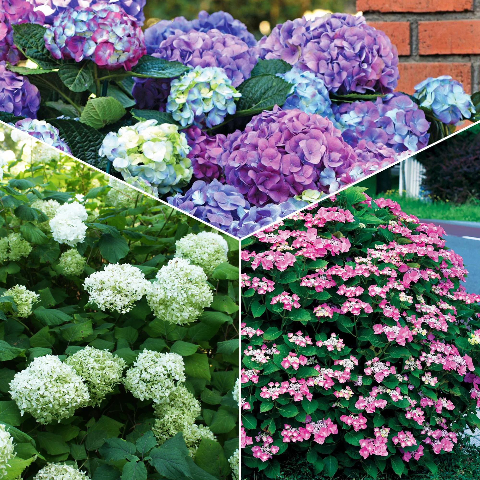 Hortensien-Kollektion für blühende Beete und Hecken. (x3)