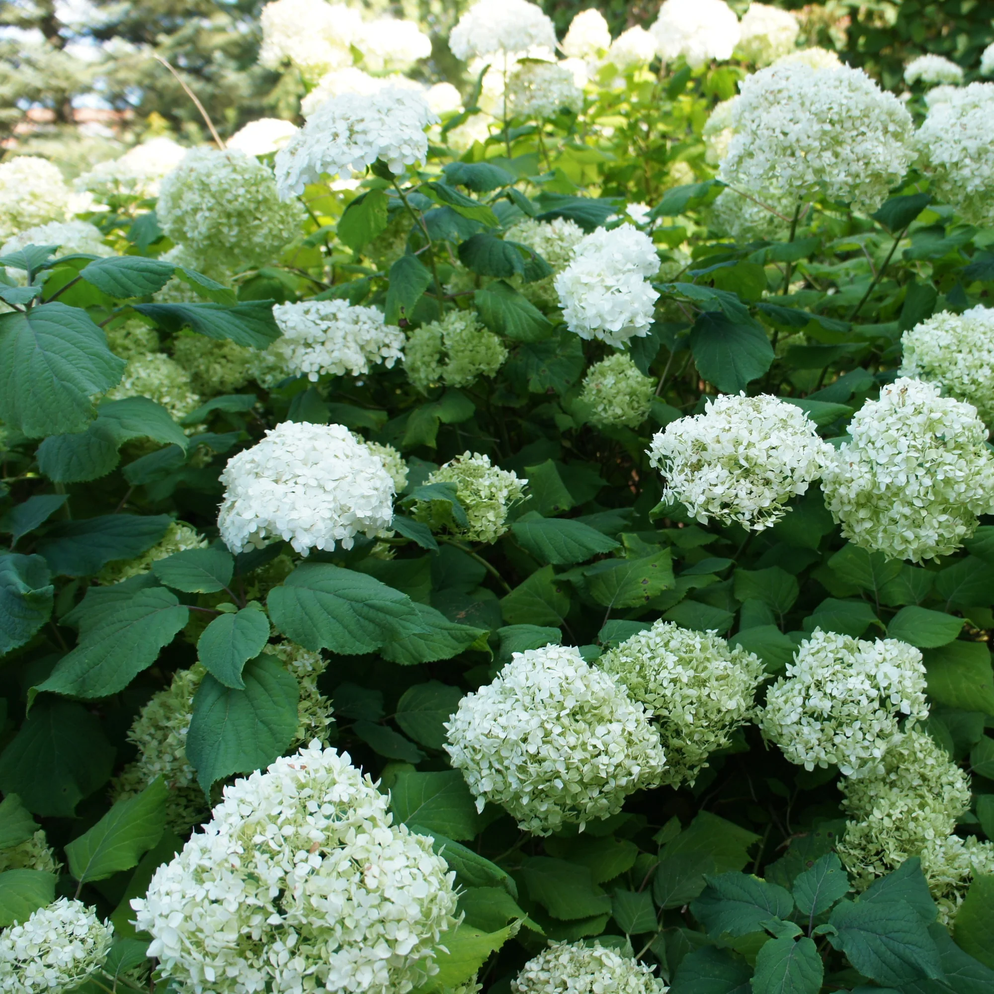 Hortensien-Kollektion für blühende Beete und Hecken. (x3) - Image 2