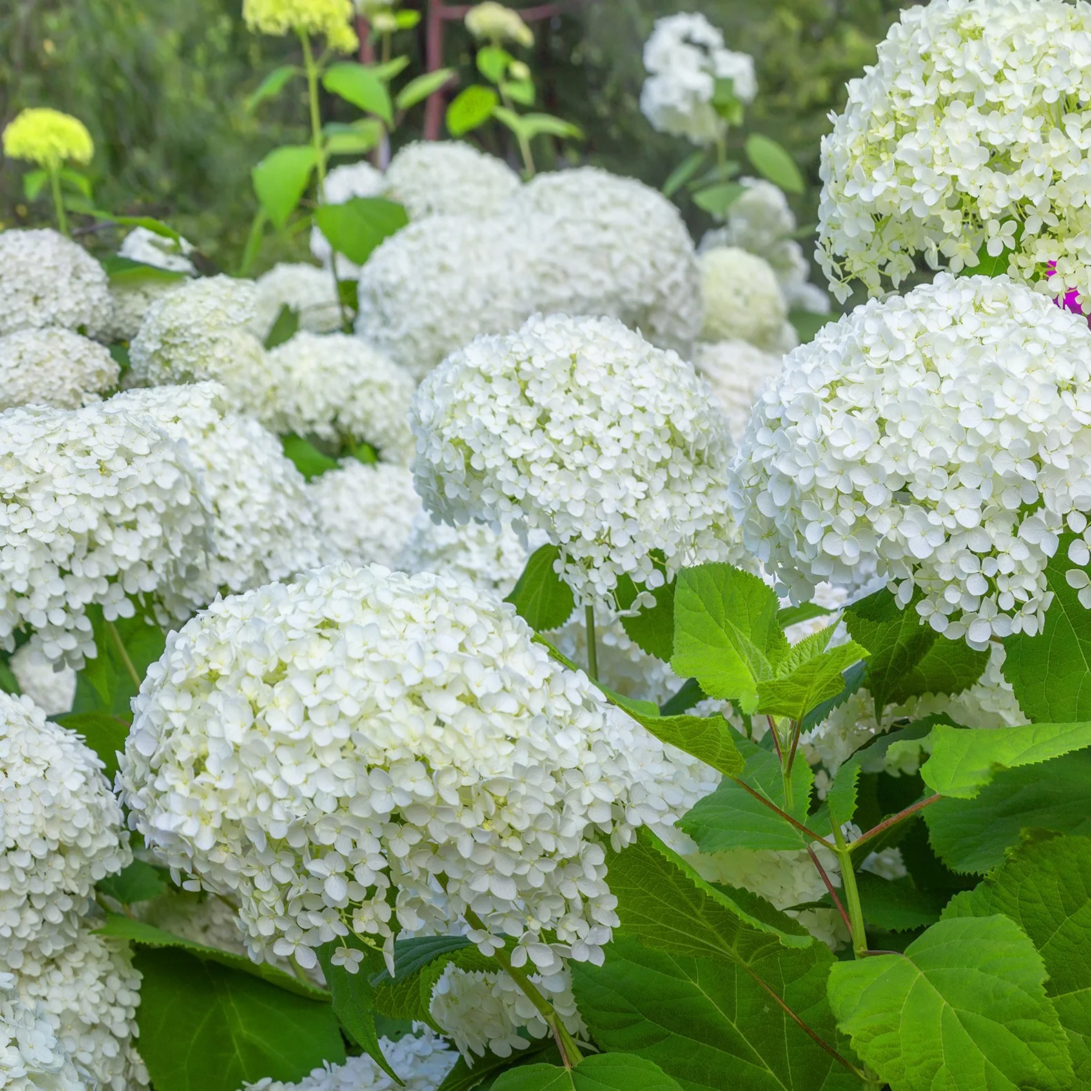 Hortensien-Kollektion für blühende Beete und Hecken. (x3) - Image 6