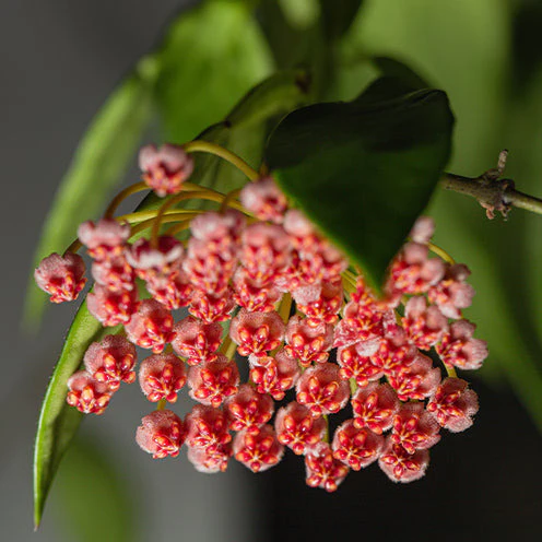 Hoya ‘Gracilis’ - Image 3