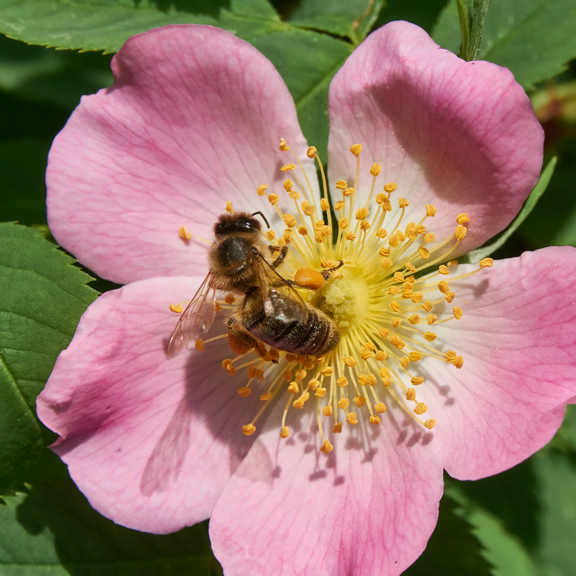 Hundsrose - Image 3