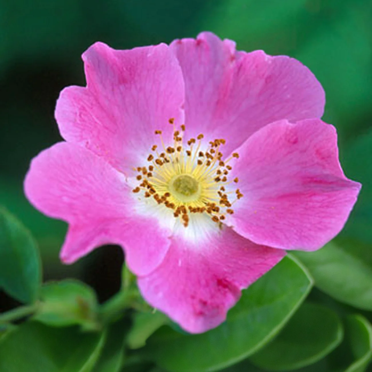 Hundsrose - Image 4