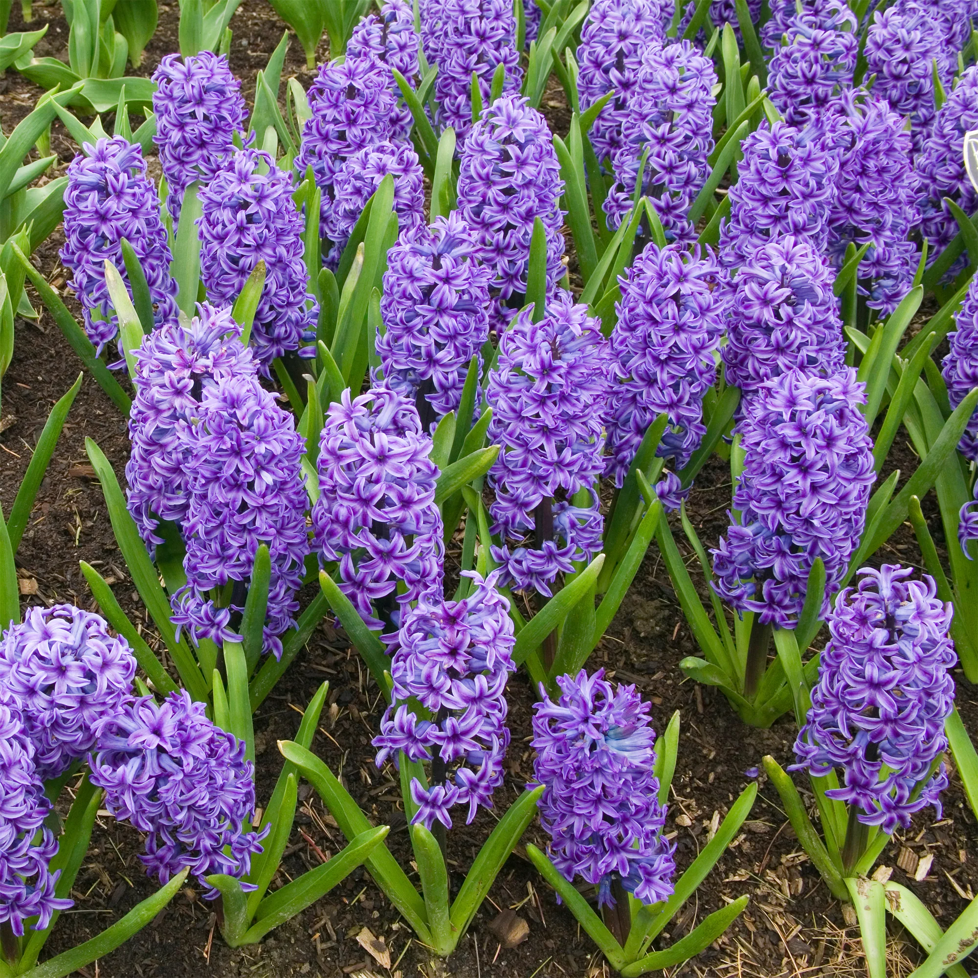 Hyazinthe Blue Jacket - Image 2