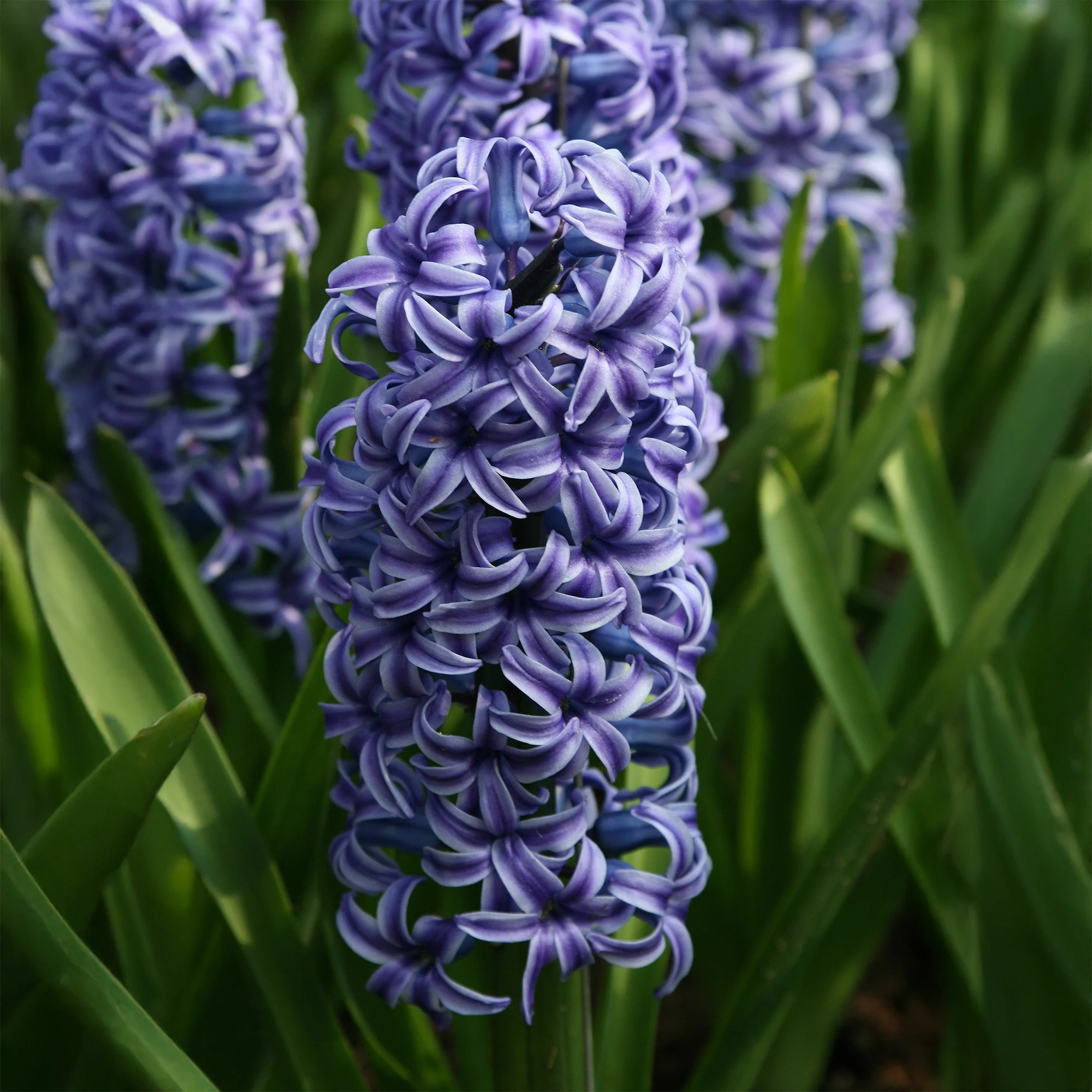 Hyazinthe Blue Jacket - Image 3