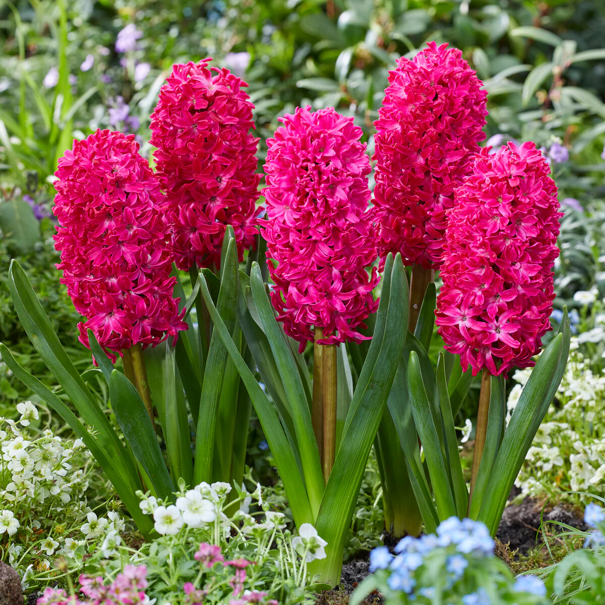 Hyazinthe 'Jan Bos' (x6) - Image 5