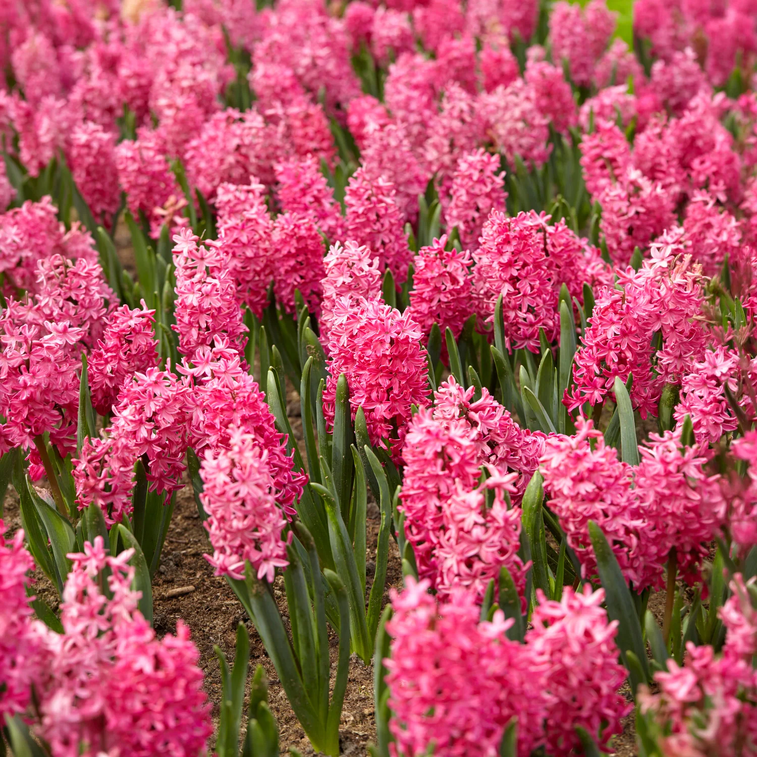 Hyazinthe 'Jan Bos' (x6) - Image 6