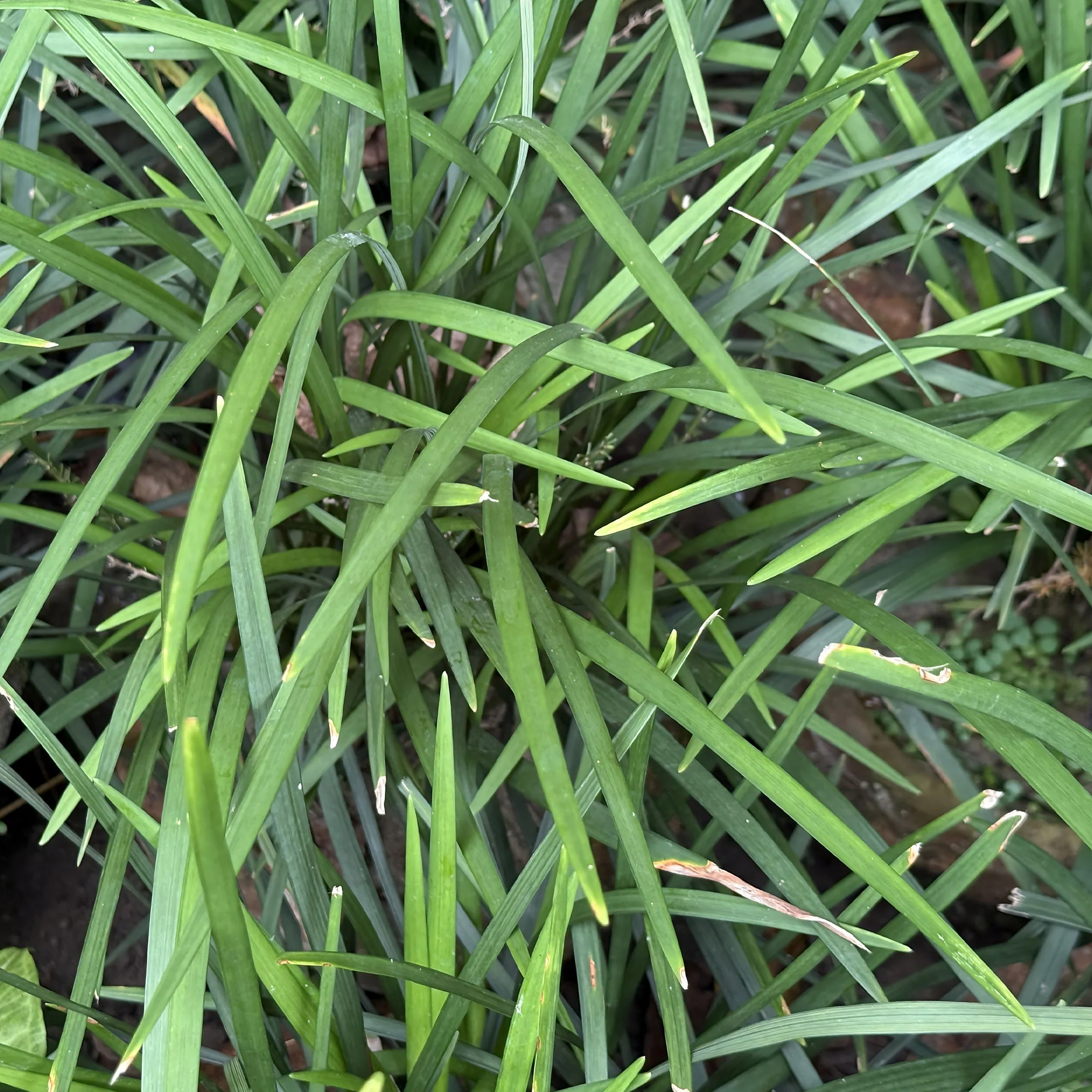 Immergrüne Lilientraube Evergreen Giant - Image 3