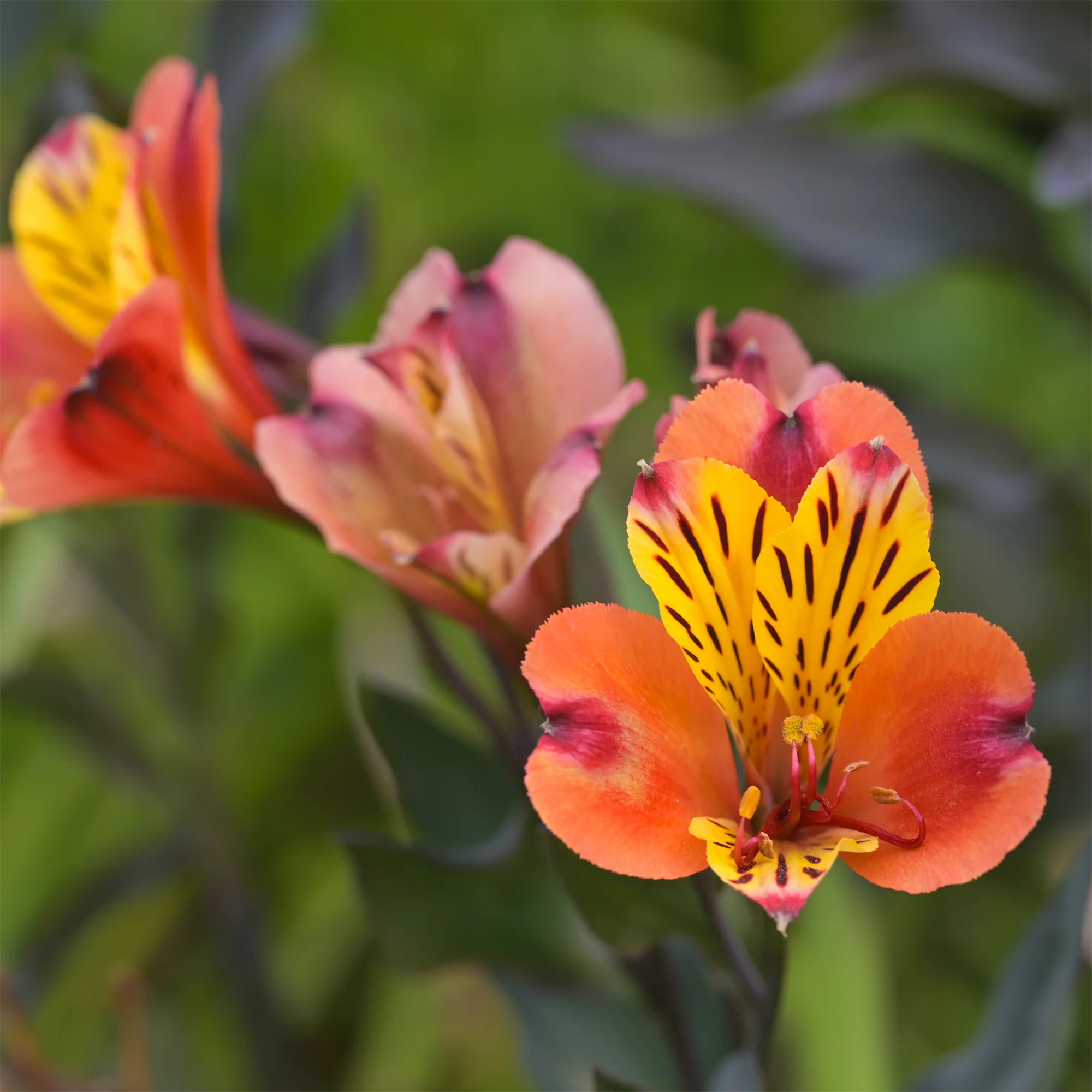 Inkalilie - Alstroemeria Majestic Brissac