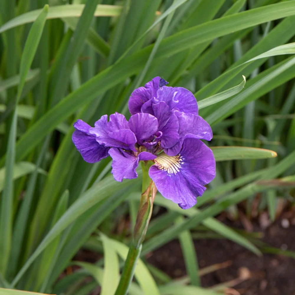 Sibirische Schwertlilie ‘Kaboom’