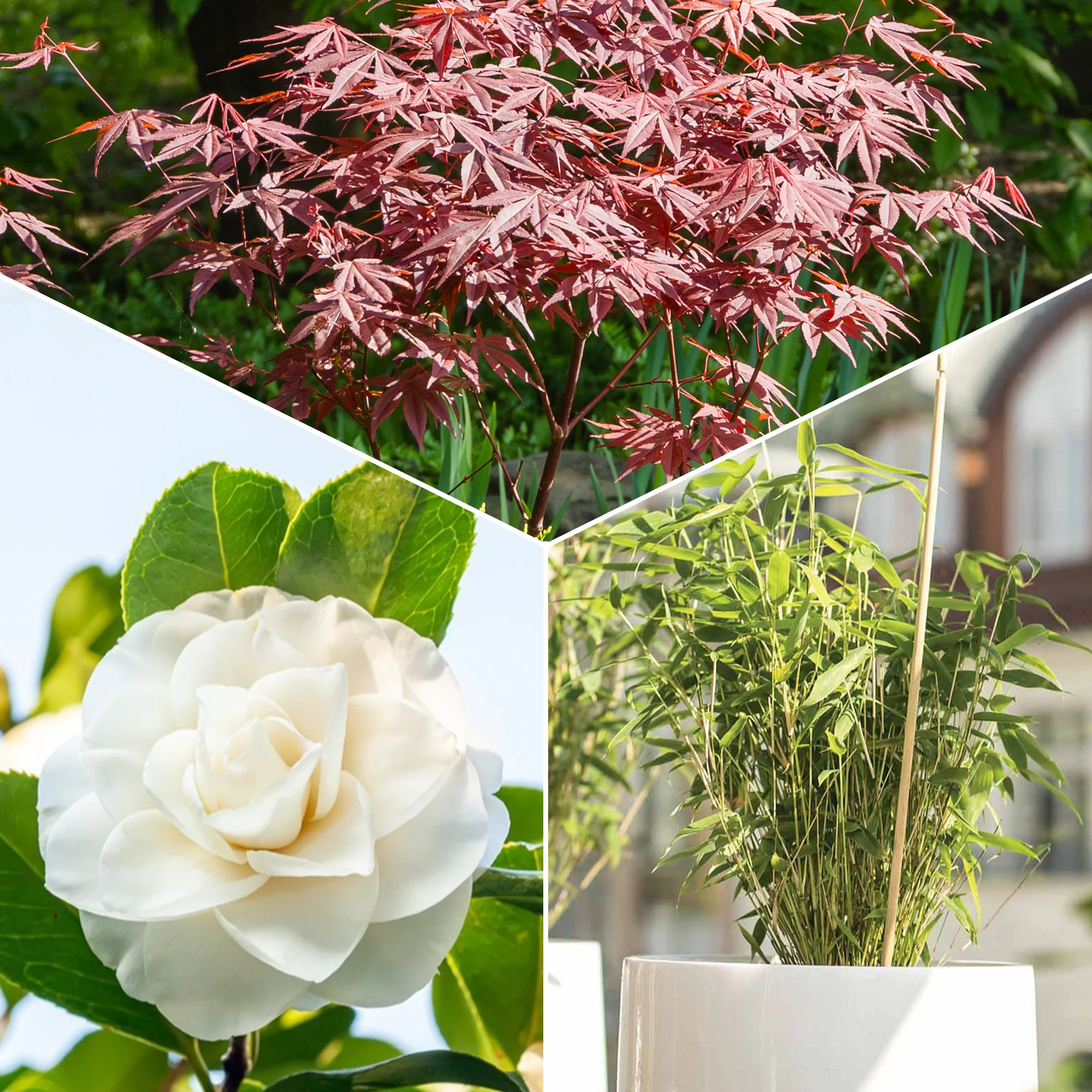 Garten- & Terrassensträucher im Japan-Stil (x3)