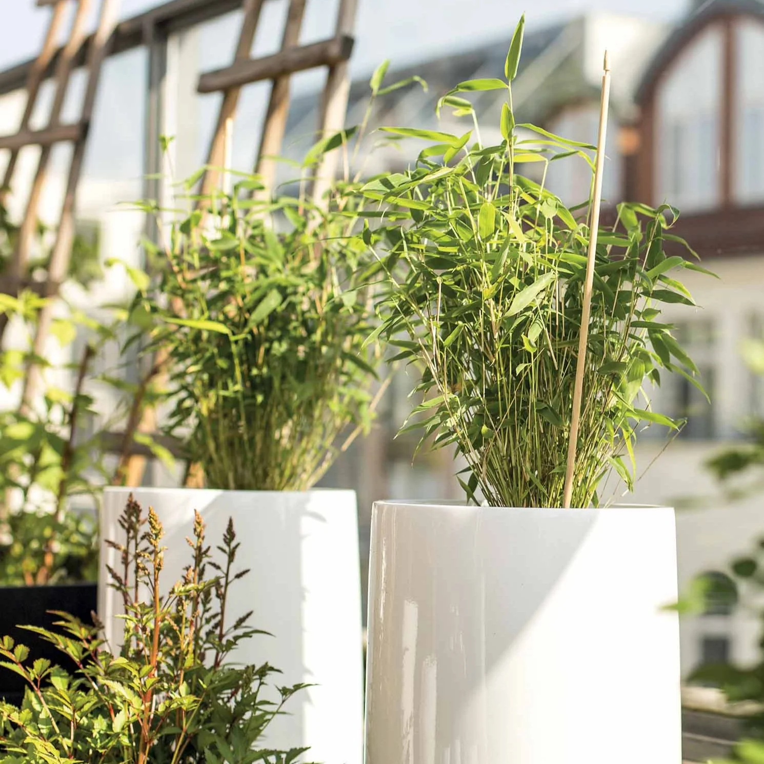 Garten- & Terrassensträucher im Japan-Stil (x3) - Image 4