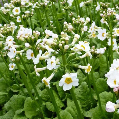 Etagen-Schlüsselblume 'Alba'