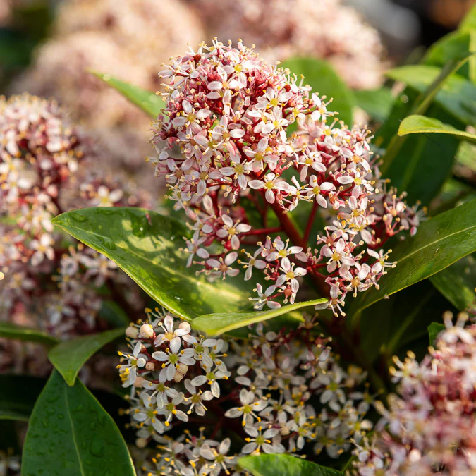 Japanische Skimmia Rubella - Image 3