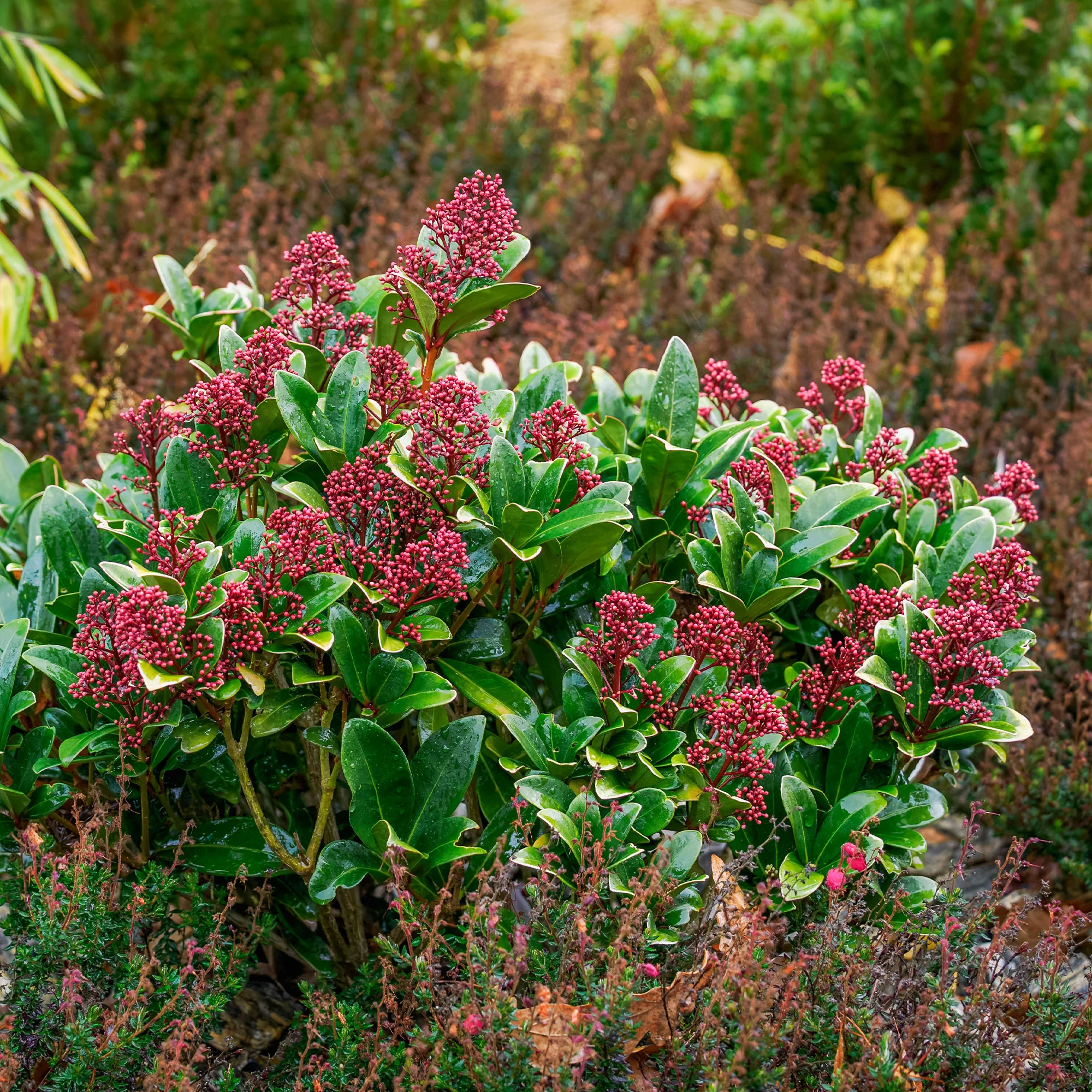 Japanische Skimmia Rubella - Image 7