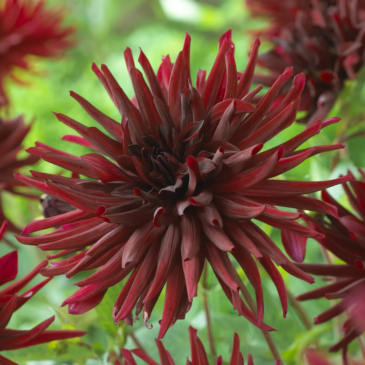 Kaktusdahlien Black Narcissus (x3)