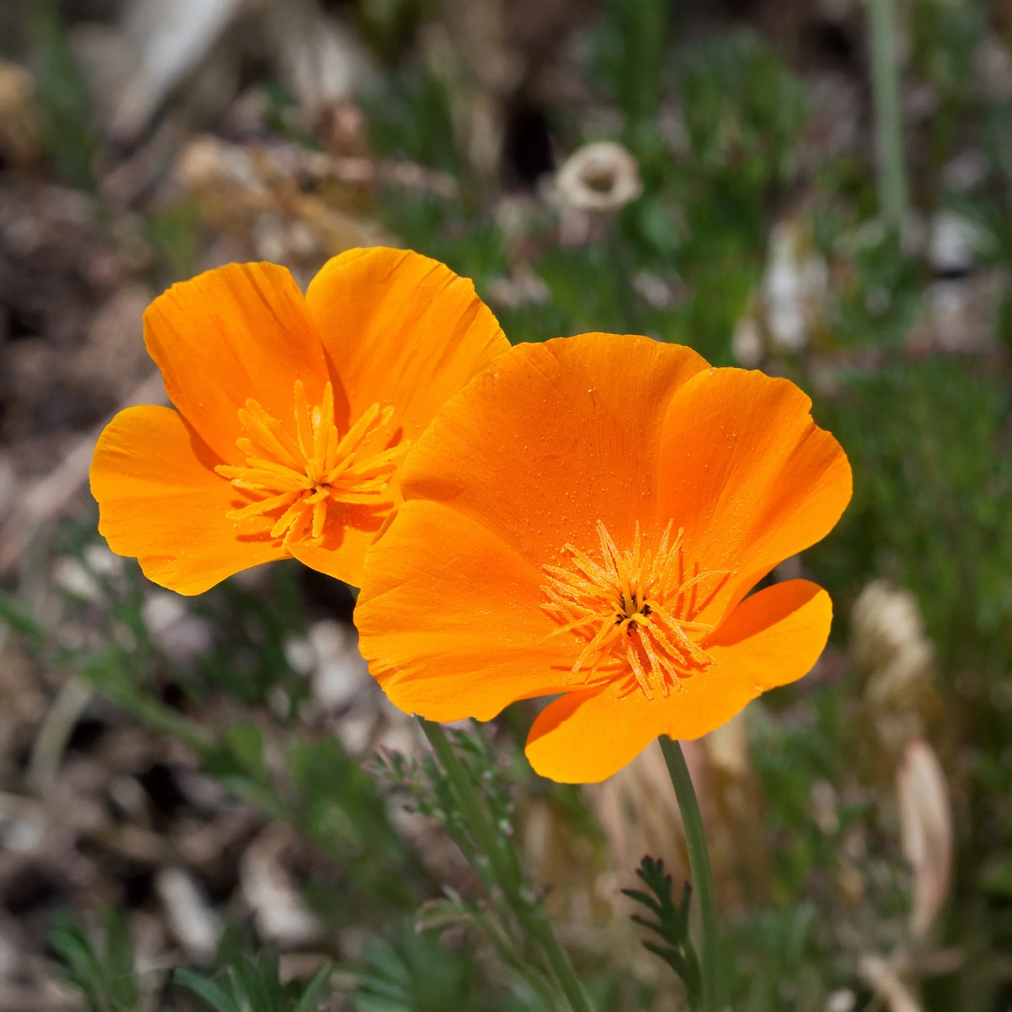 Kalifornischer Goldmohn - Image 3