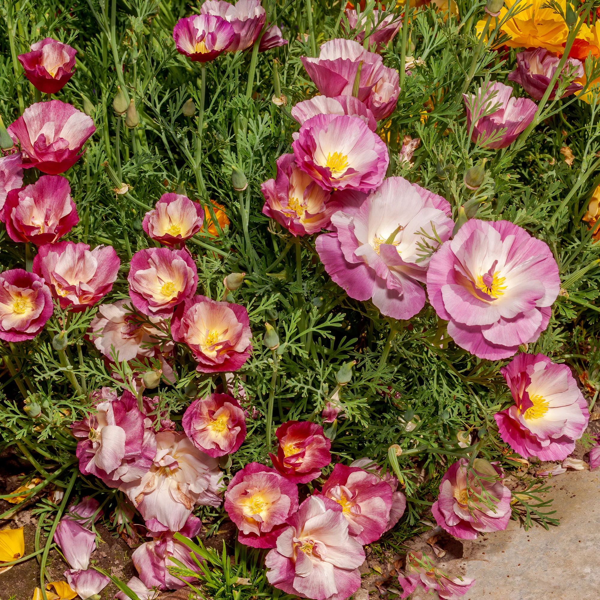 Kalifornischer Mohn gefüllt Mischung