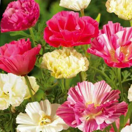 Kalifornischer Mohn gefüllt Mischung - Image 3